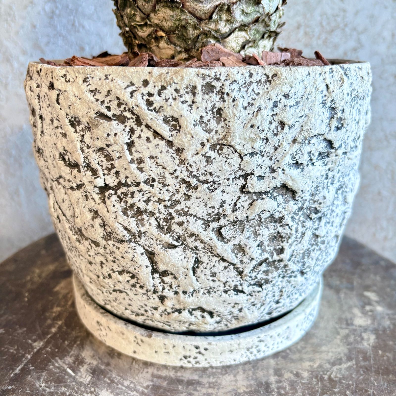 希少品種 金環ソテツ 蘇轍 6号 テラコッタ鉢植え 受け皿付き - メルカリ
