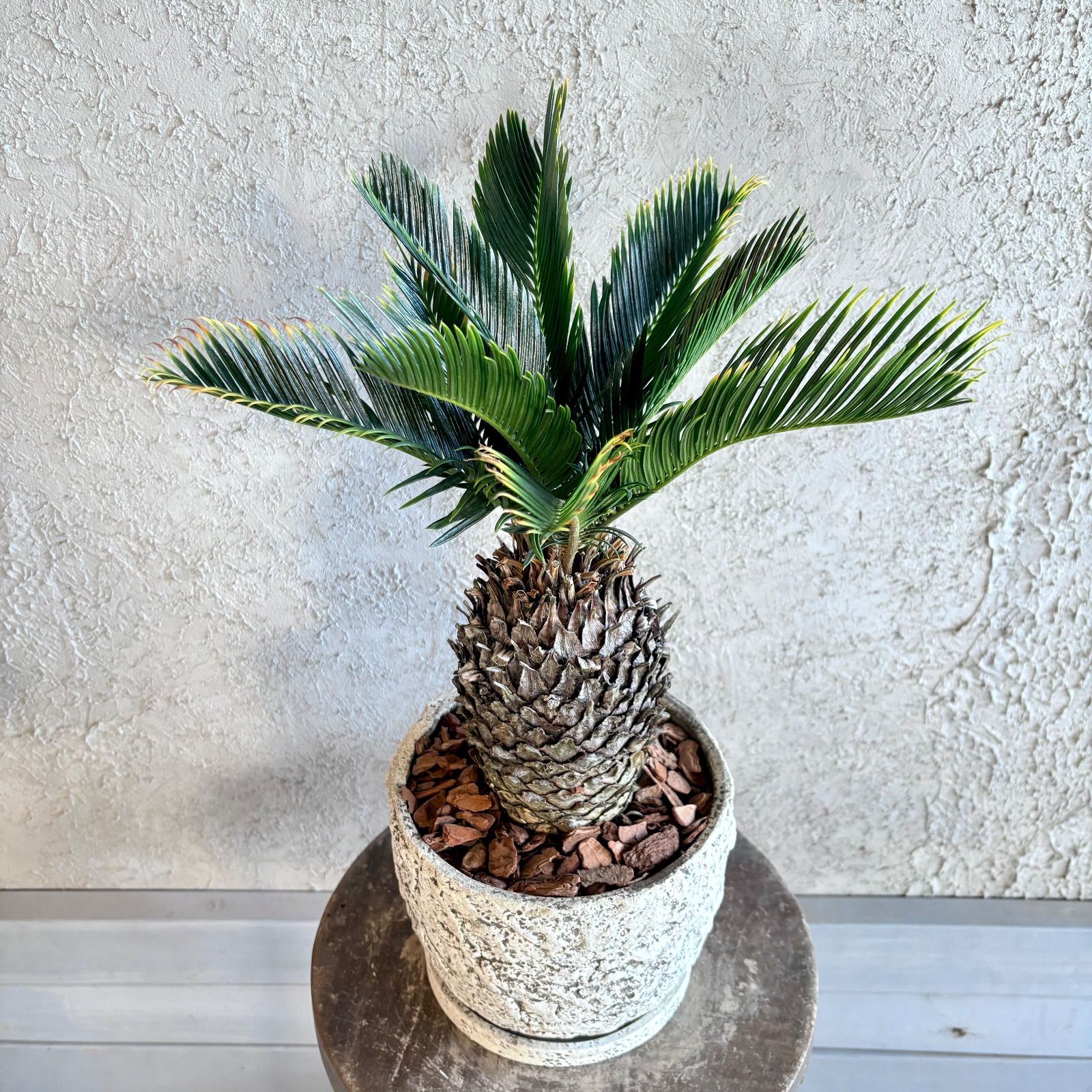 希少品種 金環ソテツ 蘇轍 6号 テラコッタ鉢植え 受け皿付き - メルカリ