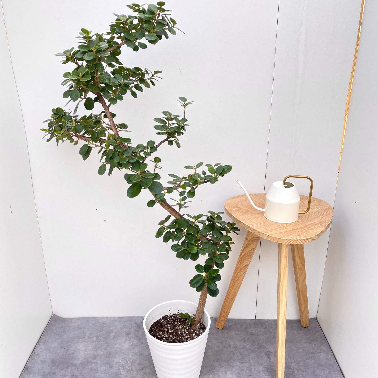 パンダガジュマル 14【現品】☆希少☆ 観葉植物 大型 - メルカリ