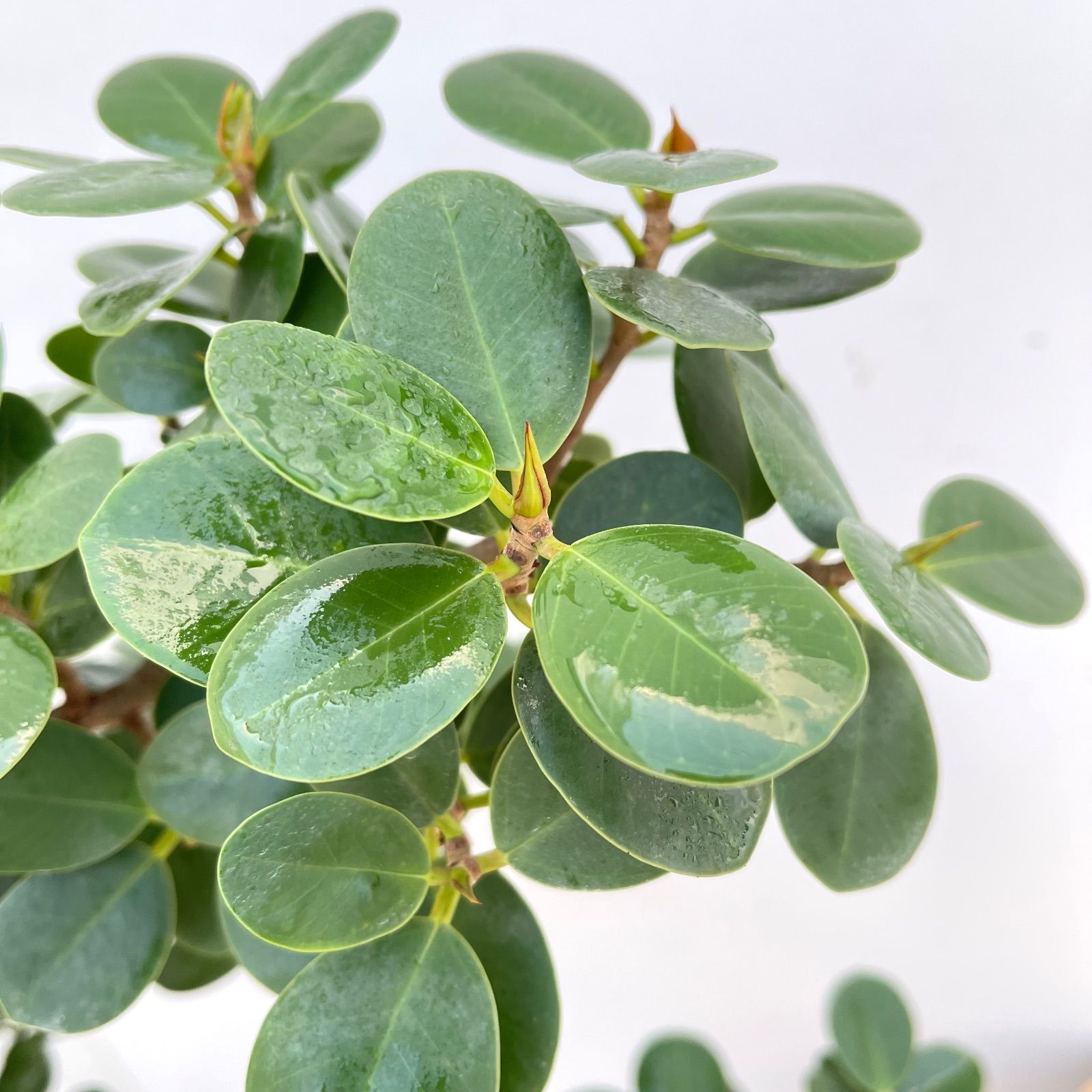 パンダガジュマル 14【現品】☆希少☆ 観葉植物 大型 - メルカリ