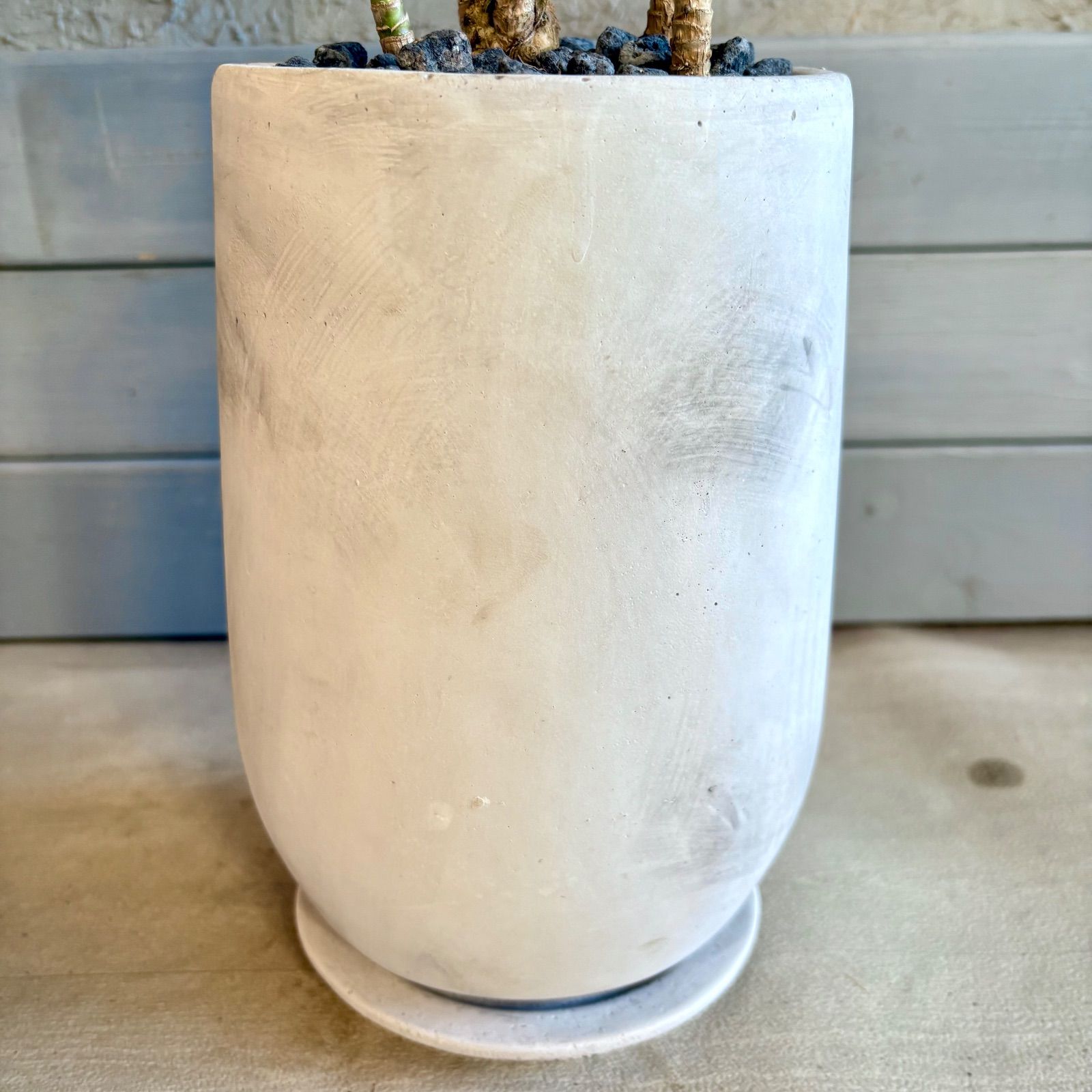 厳選された植物と鉢】希少品種 コルジリネ サンゴ 6号 テラコッタ