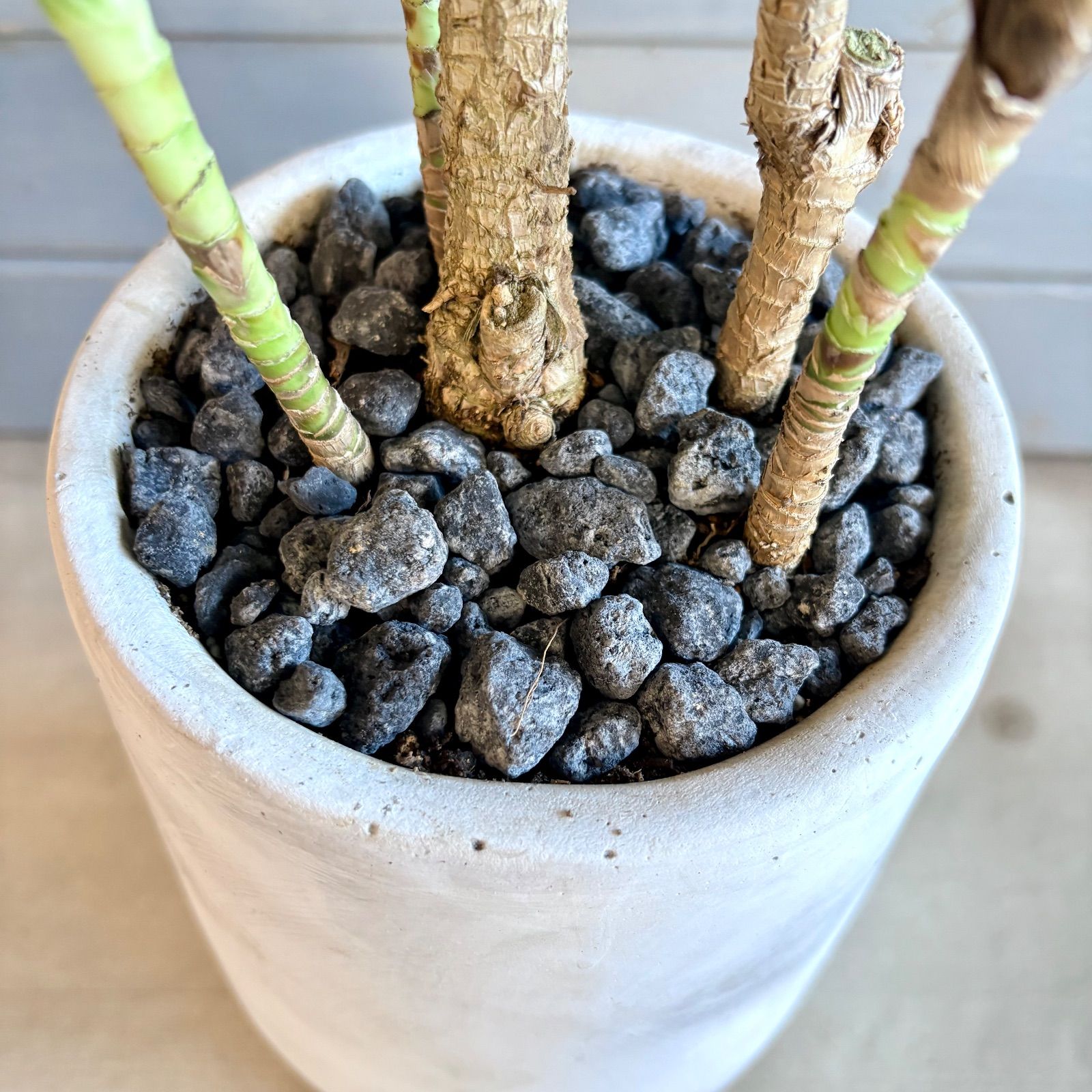 厳選された植物と鉢】希少品種 コルジリネ サンゴ 6号 テラコッタ