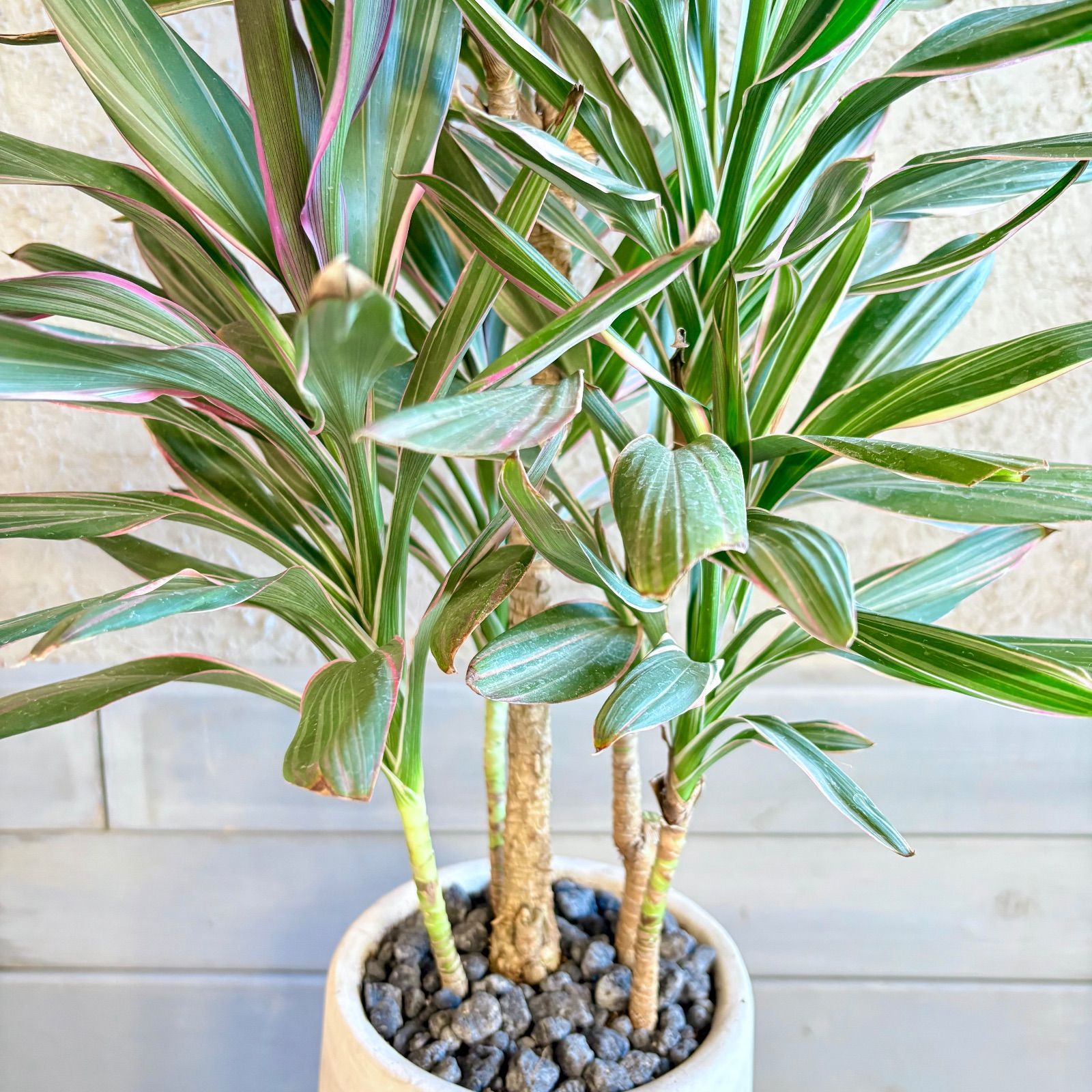 厳選された植物と鉢】希少品種 コルジリネ サンゴ 6号 テラコッタ