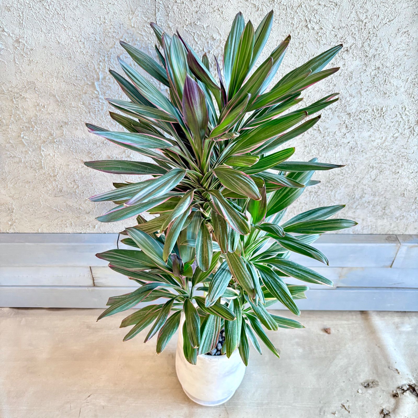 厳選された植物と鉢】希少品種 コルジリネ サンゴ 6号 テラコッタ