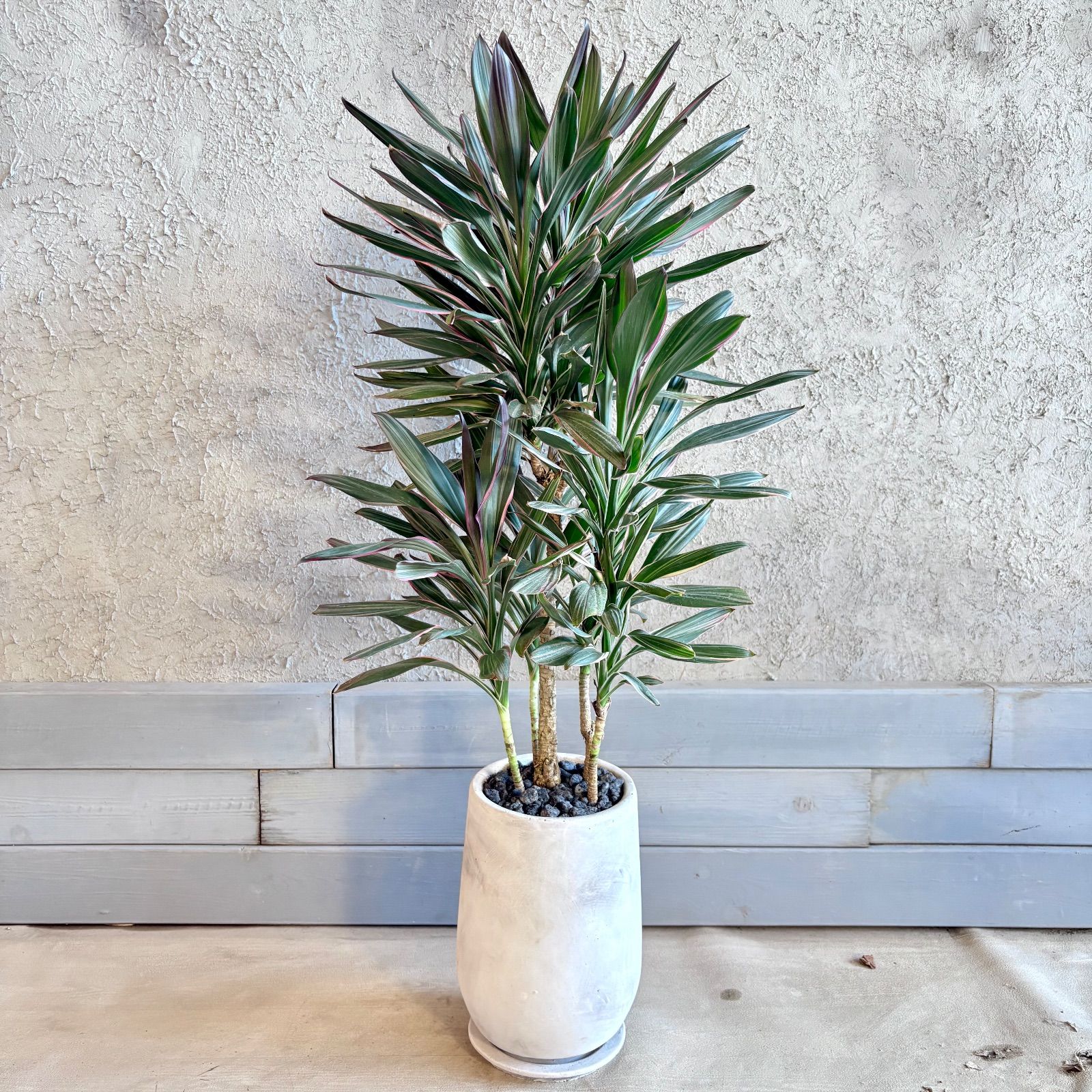 コルジリネ サンゴ 希少 厳選された植物と鉢】希少品種 コルジリネ サンゴ 6号 テラコッタ