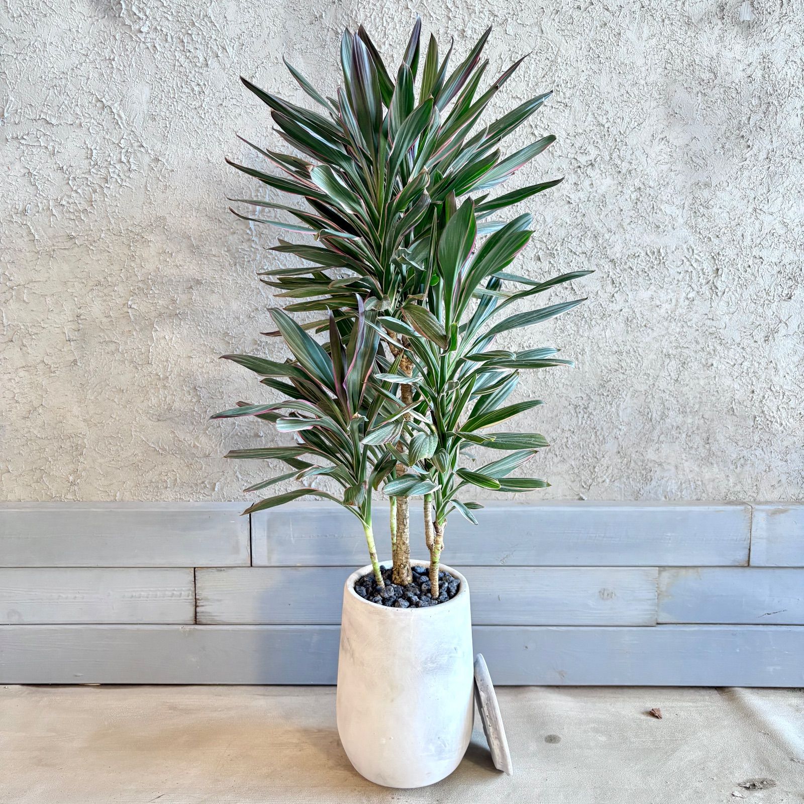 厳選された植物と鉢】希少品種 コルジリネ サンゴ 6号 テラコッタ