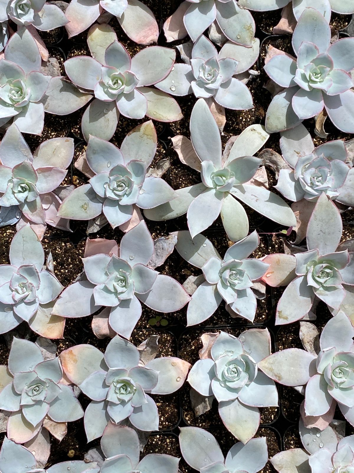 多肉植物　カンテ　◇抜き苗◇ 抜き苗 カンテ Echeveria cante | PUKUBOOK SUCCULENTS