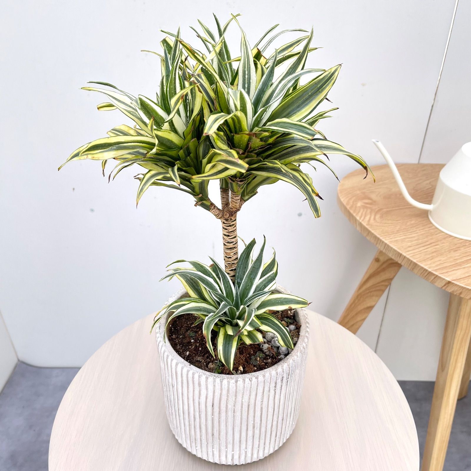 ドラセナ チャヤ 1【現品】観葉植物 室内 陶器鉢 - メルカリ