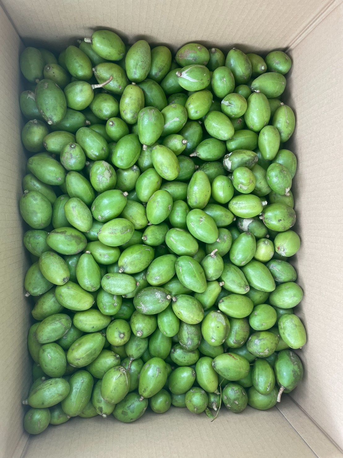 沖縄産タヒチモンビン(タマゴノキ) 10kg 生鮮＊新品 - メルカリ