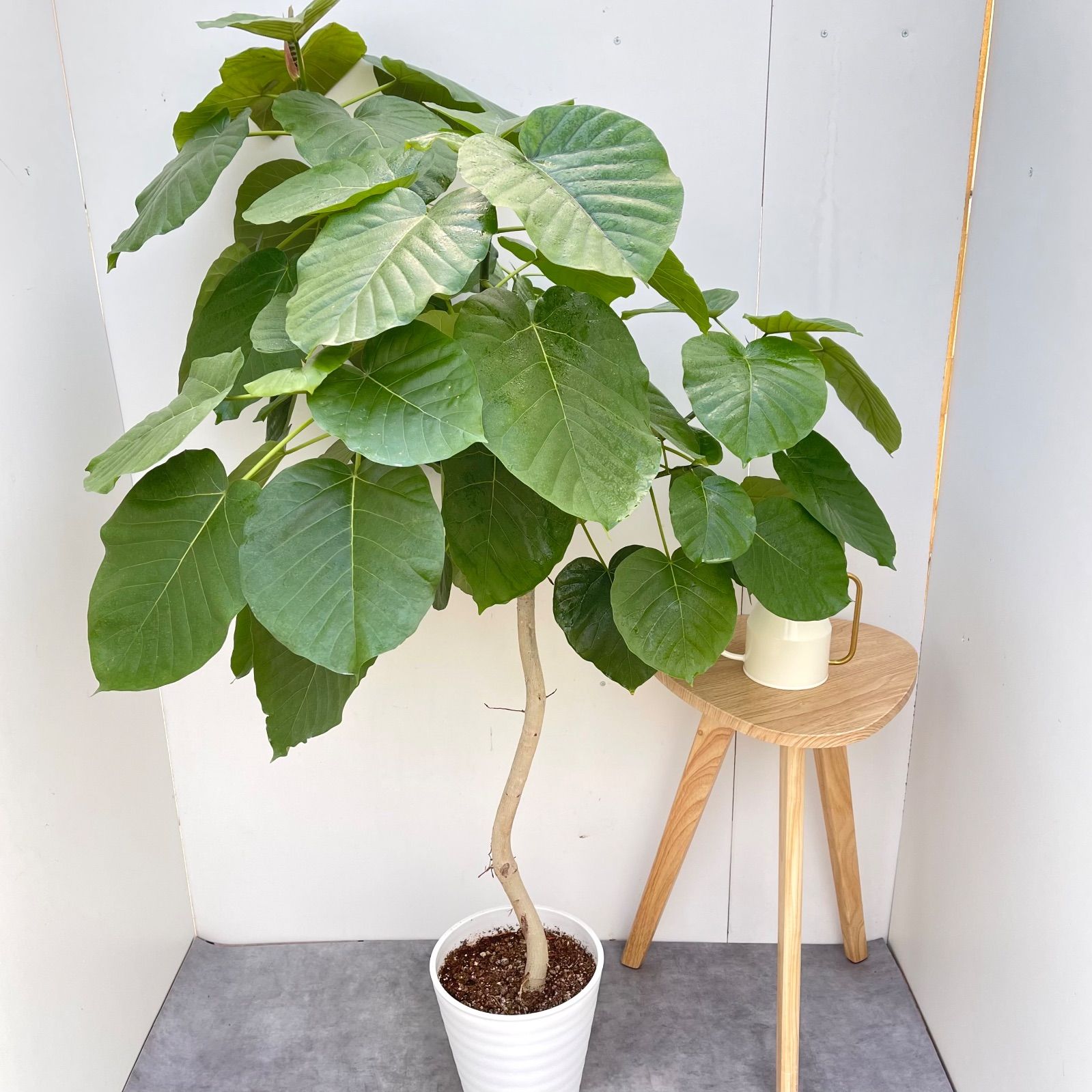 フィカス ウンベラータ 曲がり 18【現品】観葉植物 室内 大型 - メルカリ