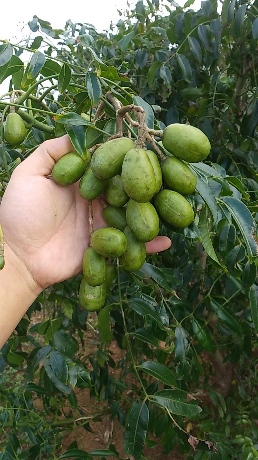 沖縄産タヒチモンビン(タマゴノキ) 10kg 生鮮＊新品 - メルカリ