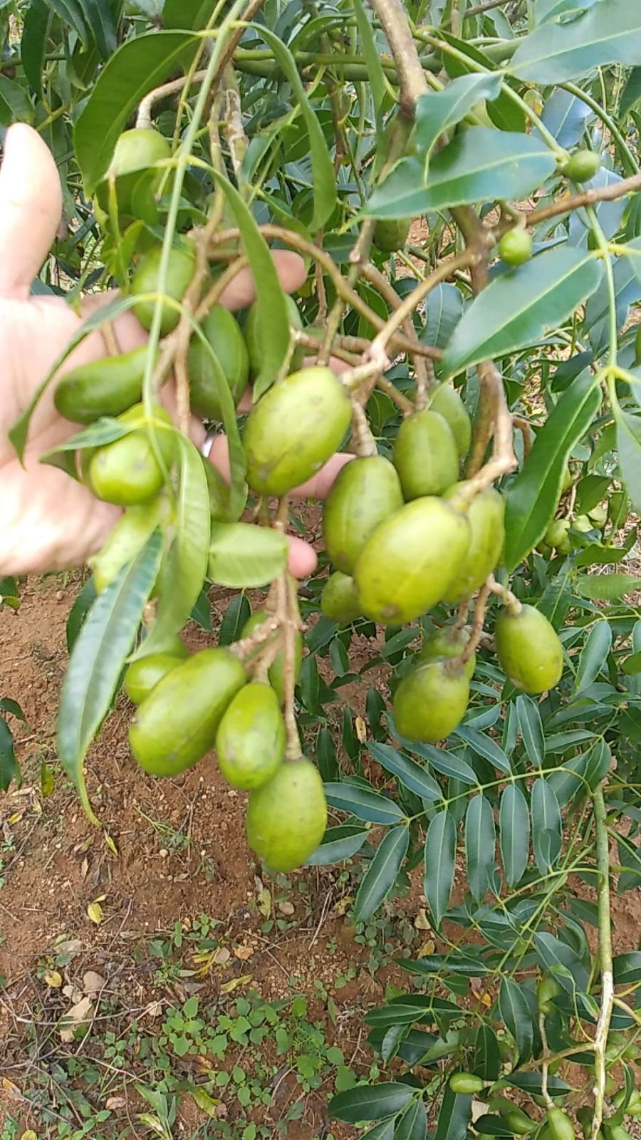 沖縄県産　タヒチモンビン　ケドンドン　タマゴノキ　約5kg 沖縄県産 タヒチモンビン ケドンドン タマゴノキ 約5kg 果物