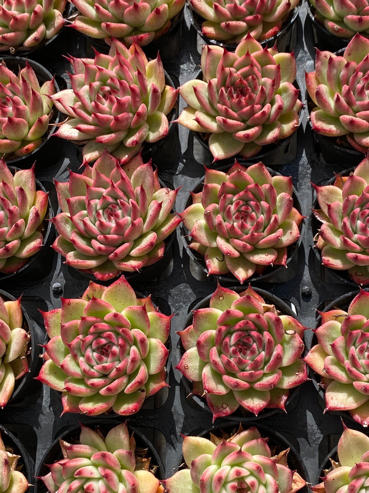 オープン記念セール トスカネリー 50株セット 抜き苗 美苗 エケベリア