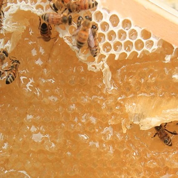 ⭐アカシア蜂蜜2本&れんげ蜜2本 国産 生はちみつ 非加熱ハチミツ