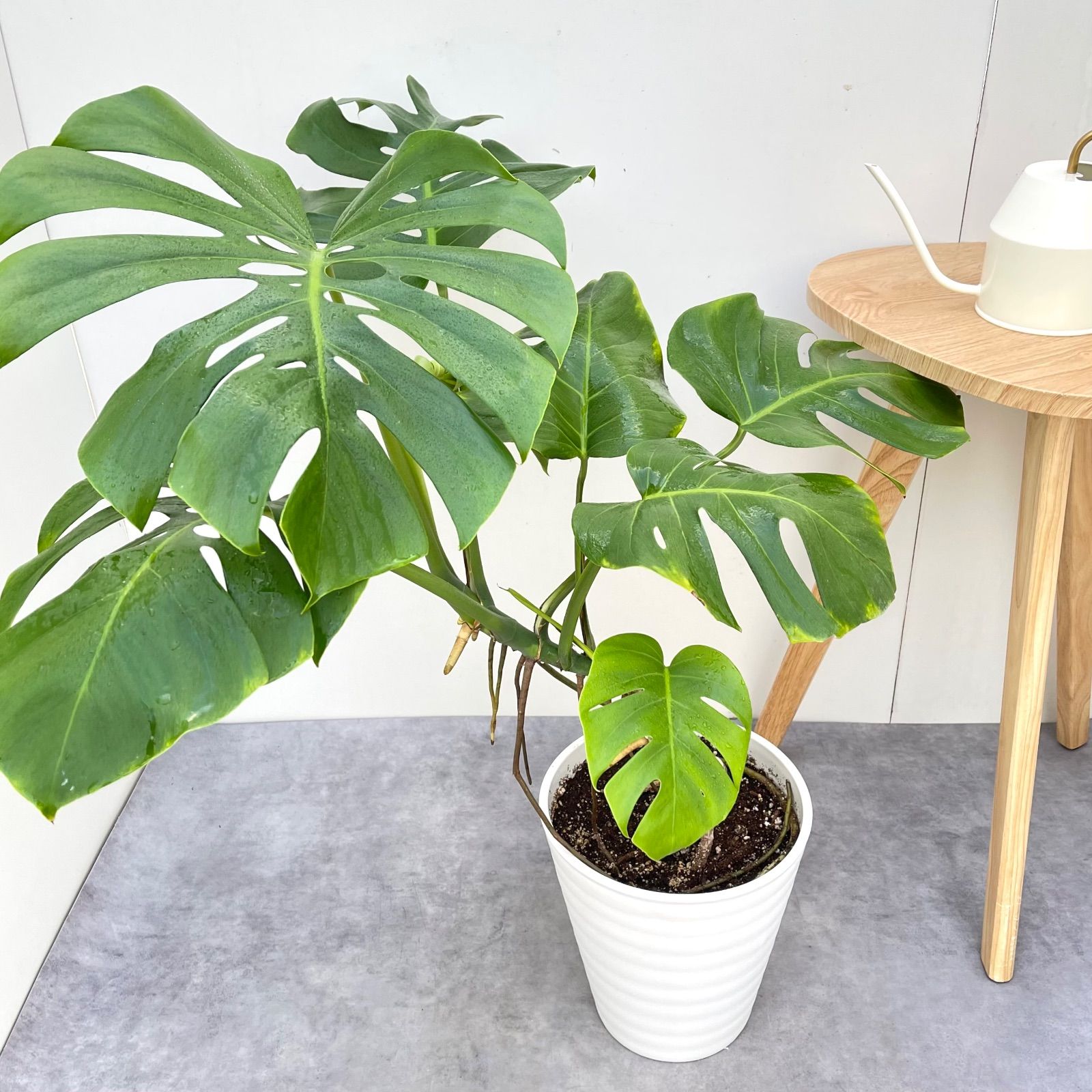 モンステラ ボルシギアナ 幹上がり 21 現品 観葉植物 室内 大型