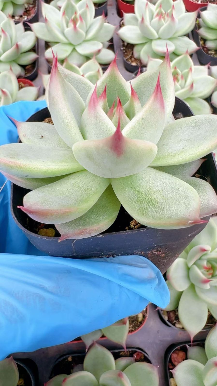 新規オープン記念 トスカネリー×50株 多肉植物 エケベリア セダム