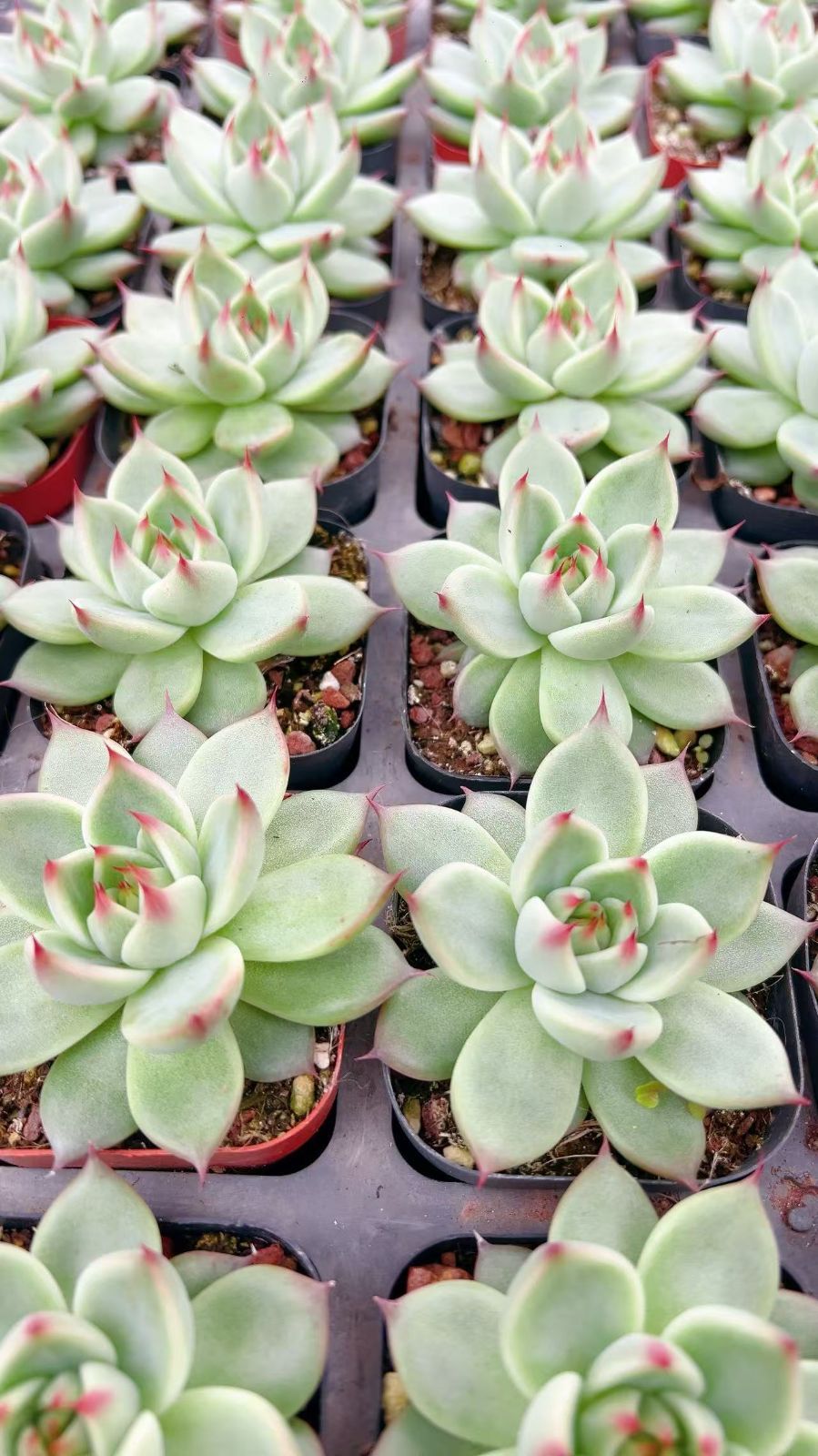 新規オープン記念 トスカネリー×50株 多肉植物 エケベリア セダム