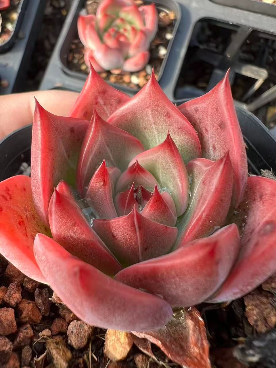 新規オープン記念 ラブリーローズ・オレンジ×50株 多肉植物 エケベリア