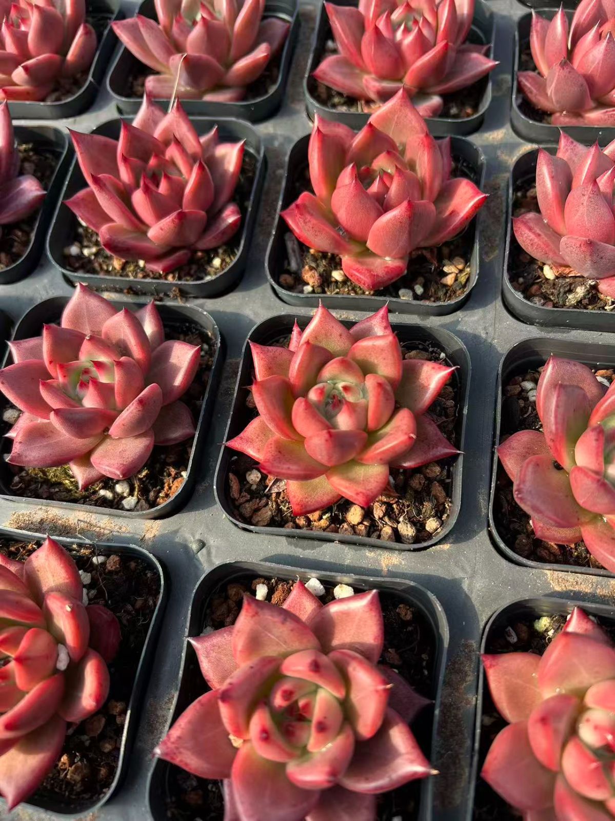 新規オープン記念 ラブリーローズ・オレンジ×50株 多肉植物 エケベリア