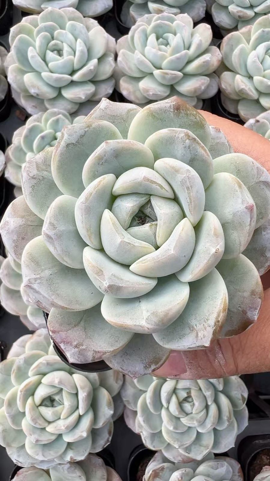 新規オープン記念 ホワイトタマ×50株 コレクション 多肉植物