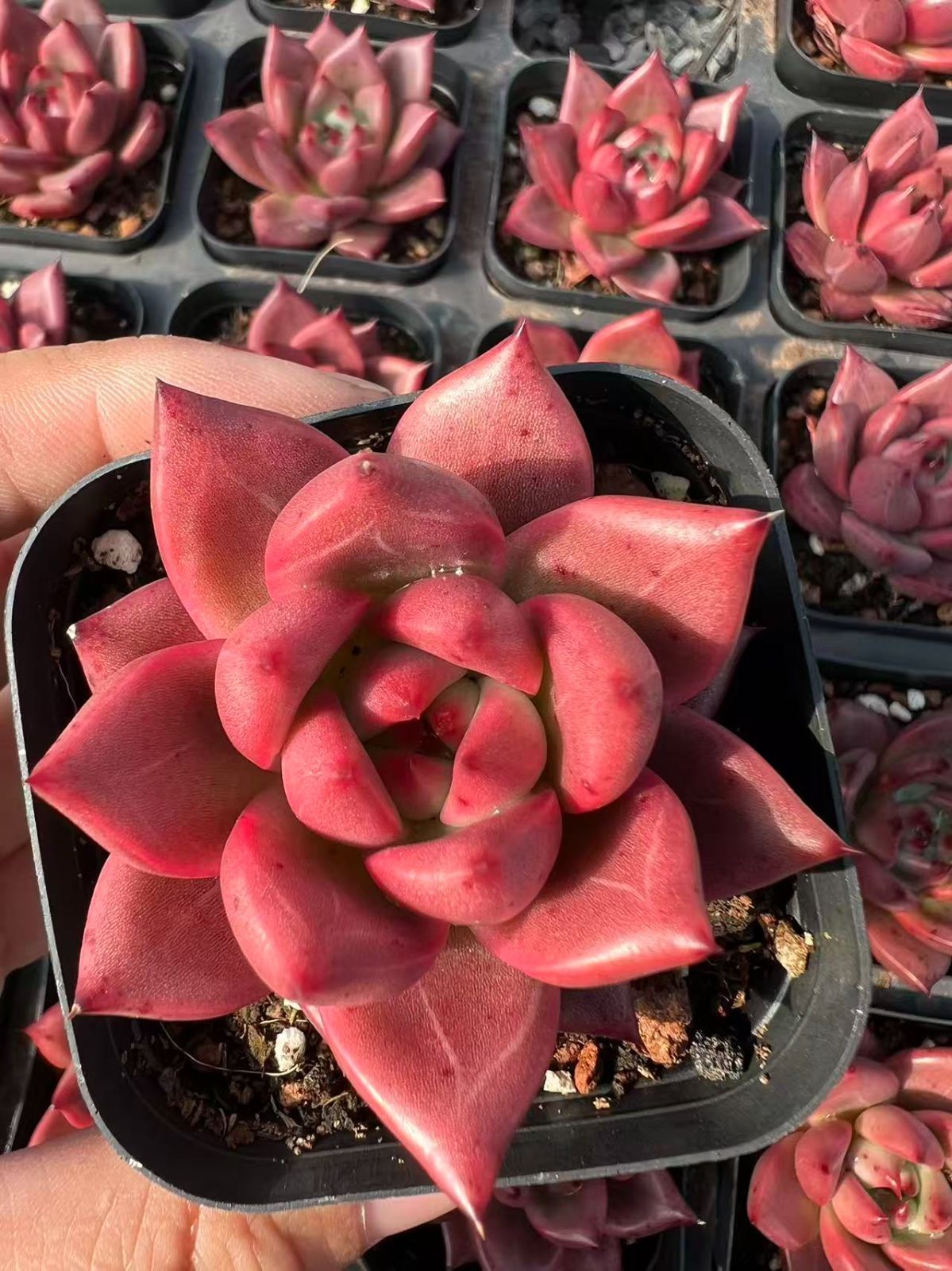 新規オープン記念 ローズダイヤモンド×50株 多肉植物 エケベリア