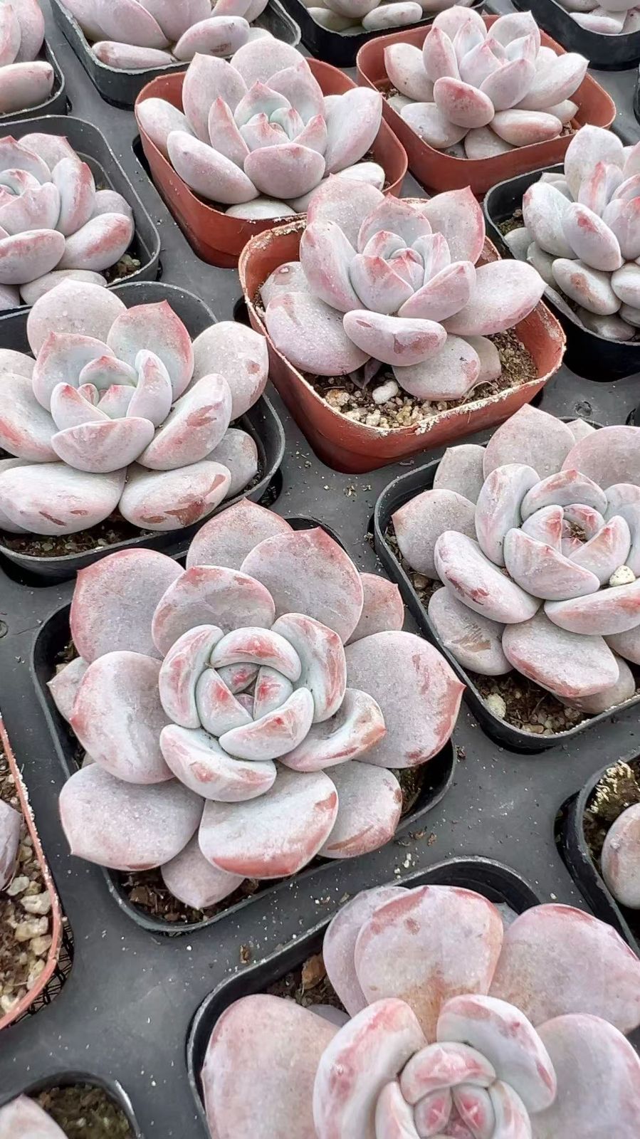 新規オープン記念 オレンジモンロー×50株 多肉植物 エケベリア セダム