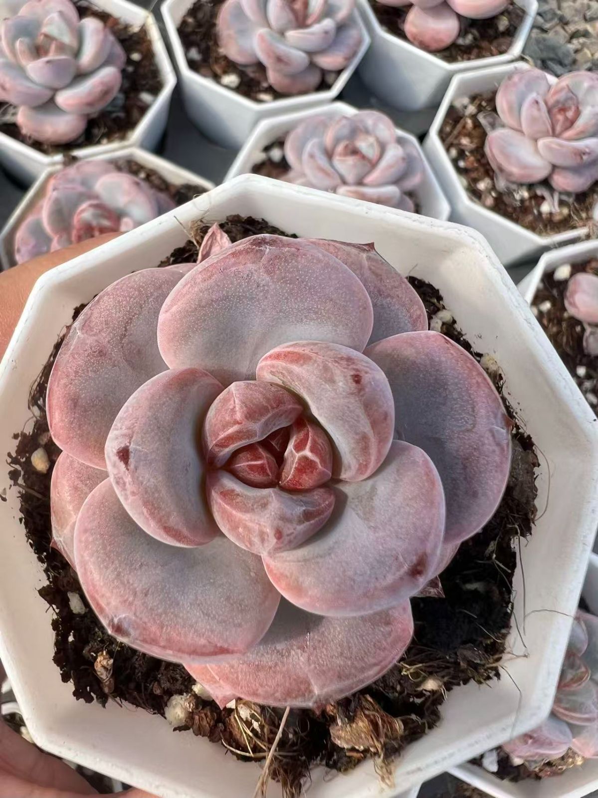 良い 新規オープン記念 ピンクスノー×50株 多肉植物 エケベリア セダム