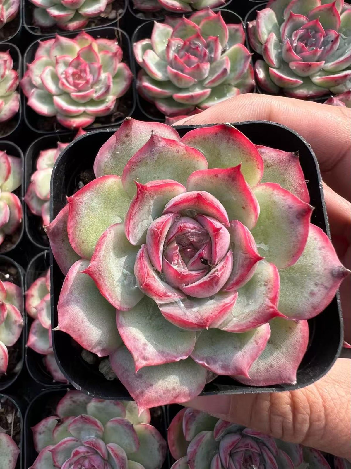 新規オープン記念 フランスローズ×50株 多肉植物 エケベリア セダム