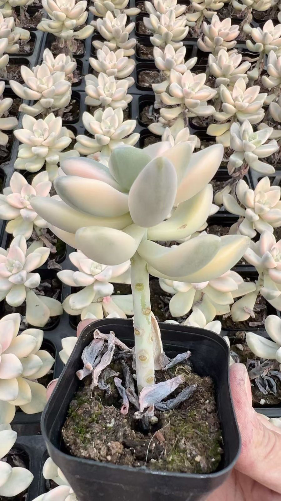 新規オープン記念 ティテュバンス錦×50株 多肉植物 エケベリア セダム