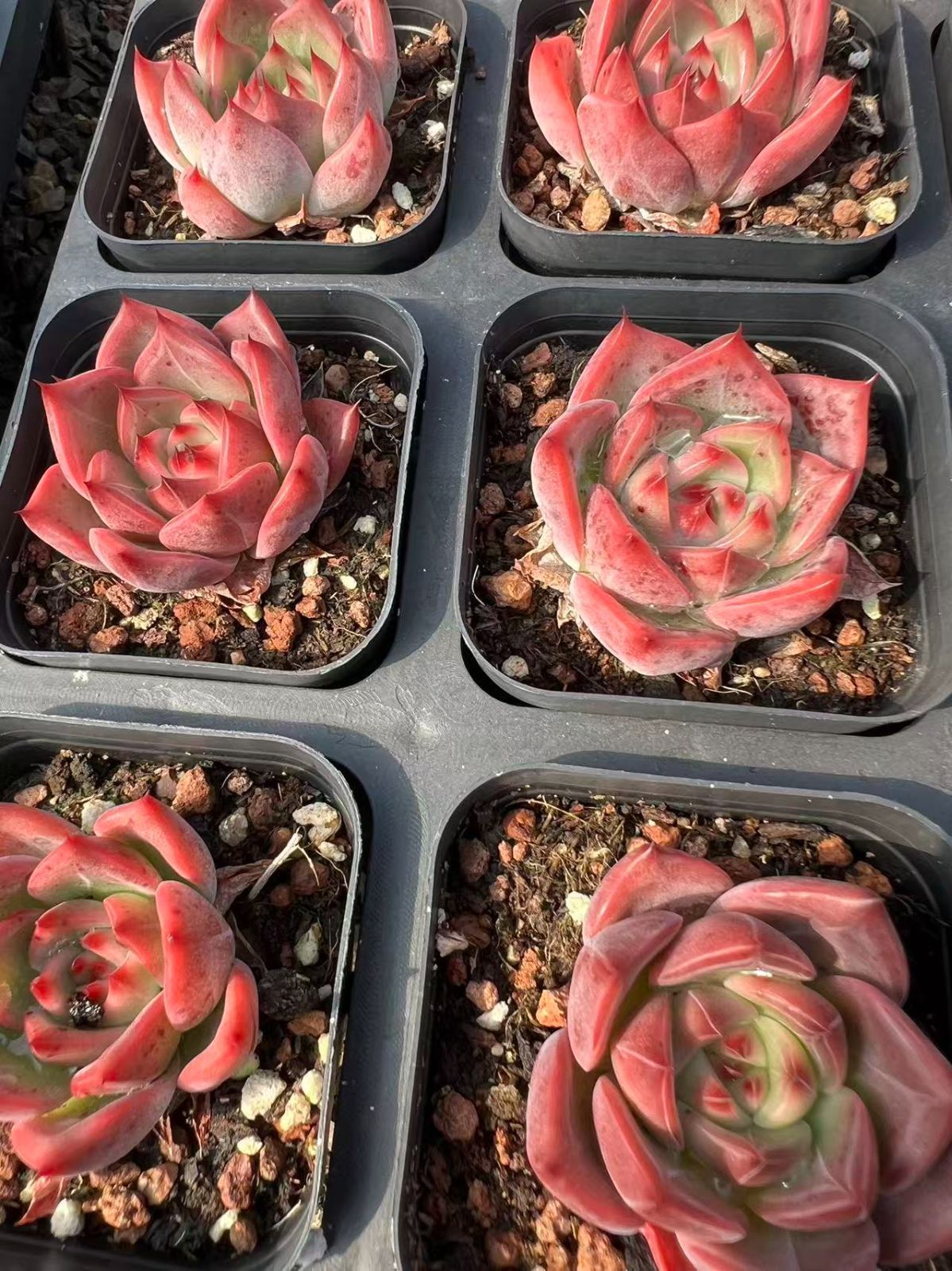 新規オープン記念 レッドローズ×50株 多肉植物 エケベリア セダム