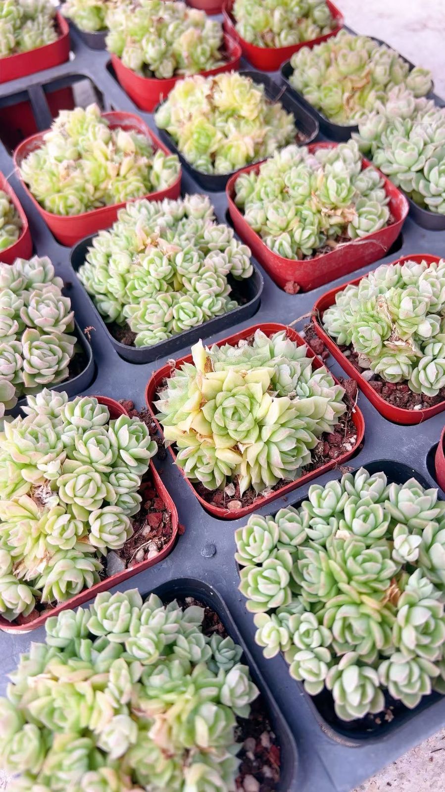 Amabile 小(韓国苗) 楽天市場】エケベリア アマビレ 韓国苗 観葉植物 Echeveria 'Amabile