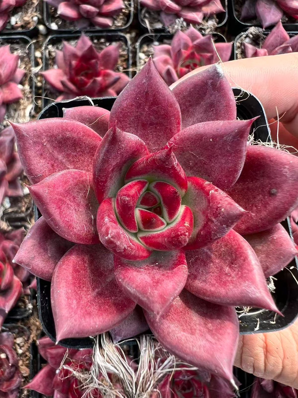 新規オープン記念 レッドソール×50株 多肉植物 エケベリア セダム