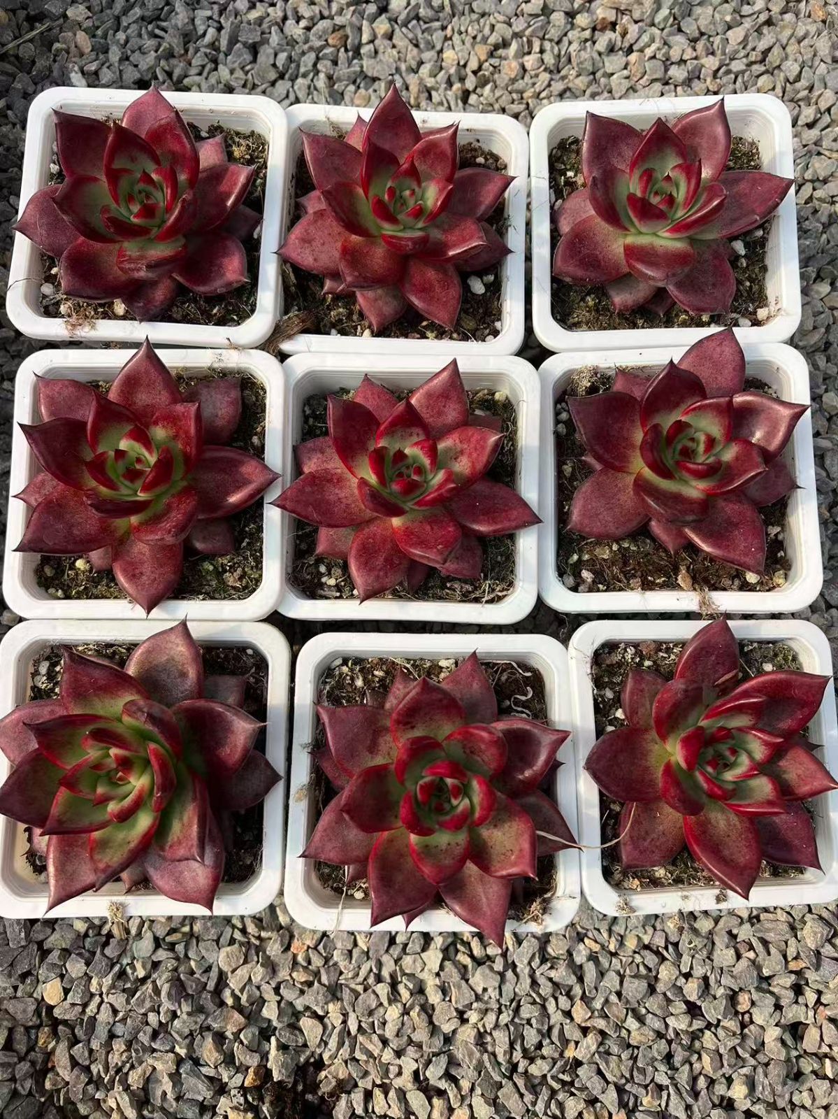 新規オープン記念 レッドソール×25株 多肉植物 エケベリア セダム