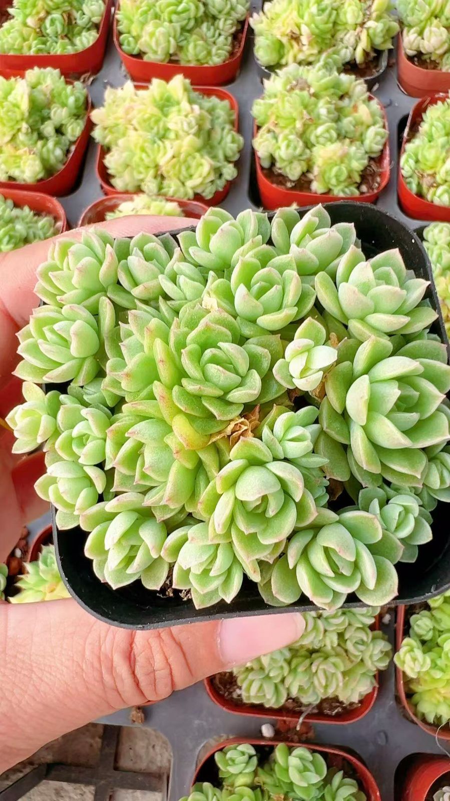Amabile 小(韓国苗) アエオニウム セダム エケベリア 多肉植物 105苗×ビキョウキン フラワー・ガーデニング