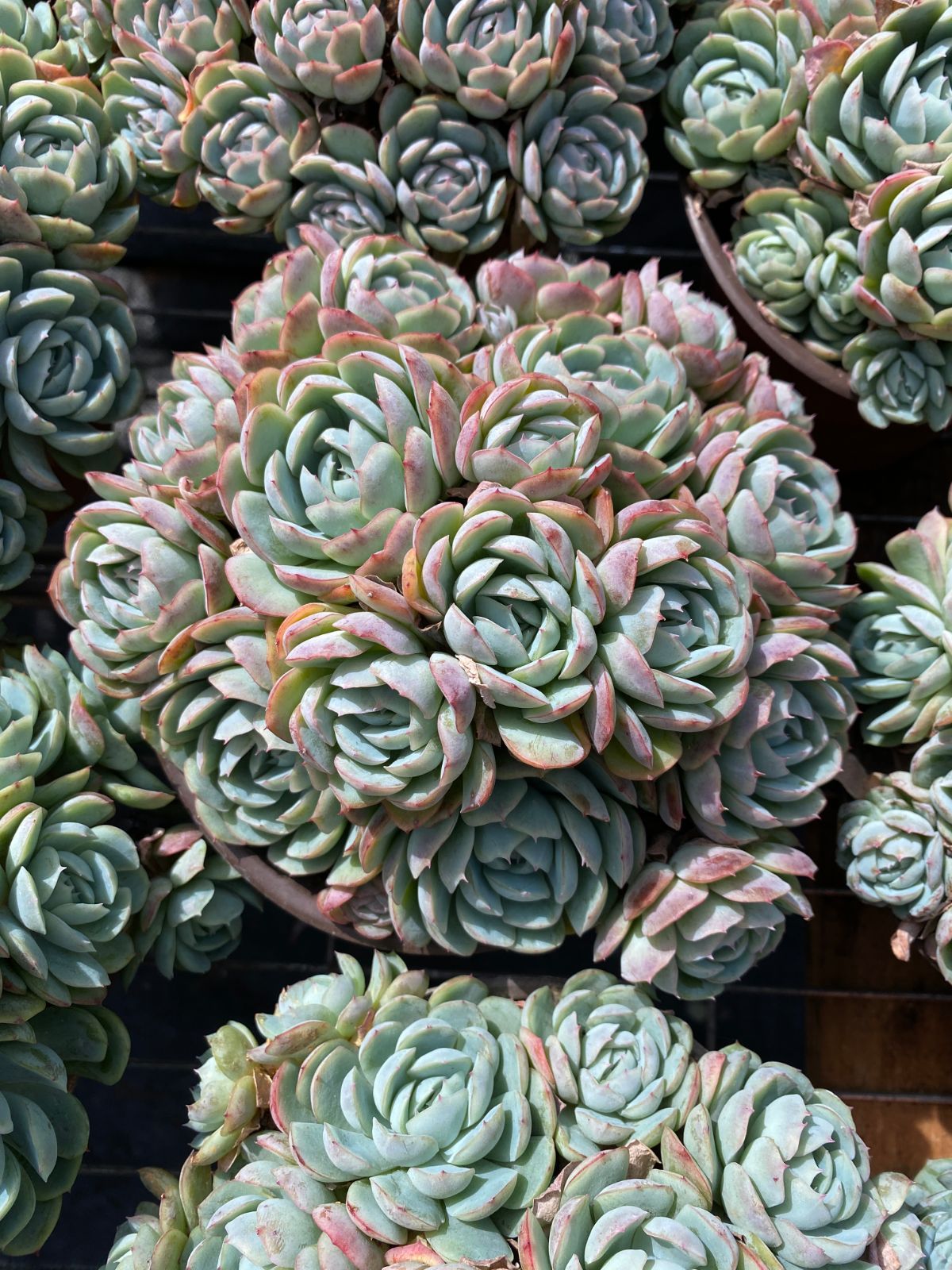 お買い得品 オープン記念セール ハロウィン錦 16株 抜き苗 美苗