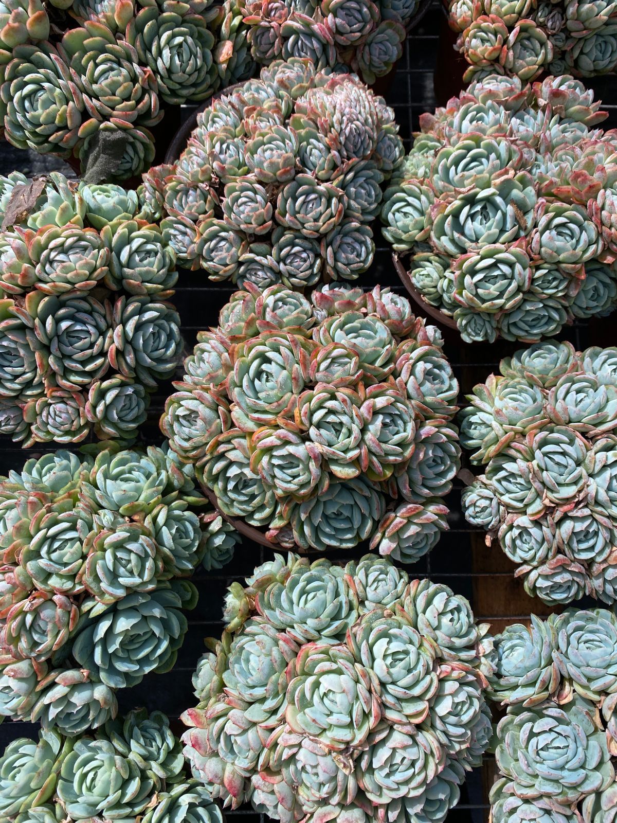 お買い得品 オープン記念セール ハロウィン錦 16株 抜き苗 美苗