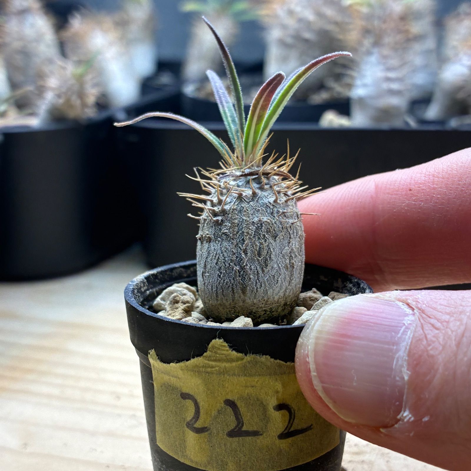 パキポディウム　グラキリス　現地株　鉢のままメルカリ便発送 塊根植物】パキポディウム グラキリス 鉢ごと発送 送料無料 #222