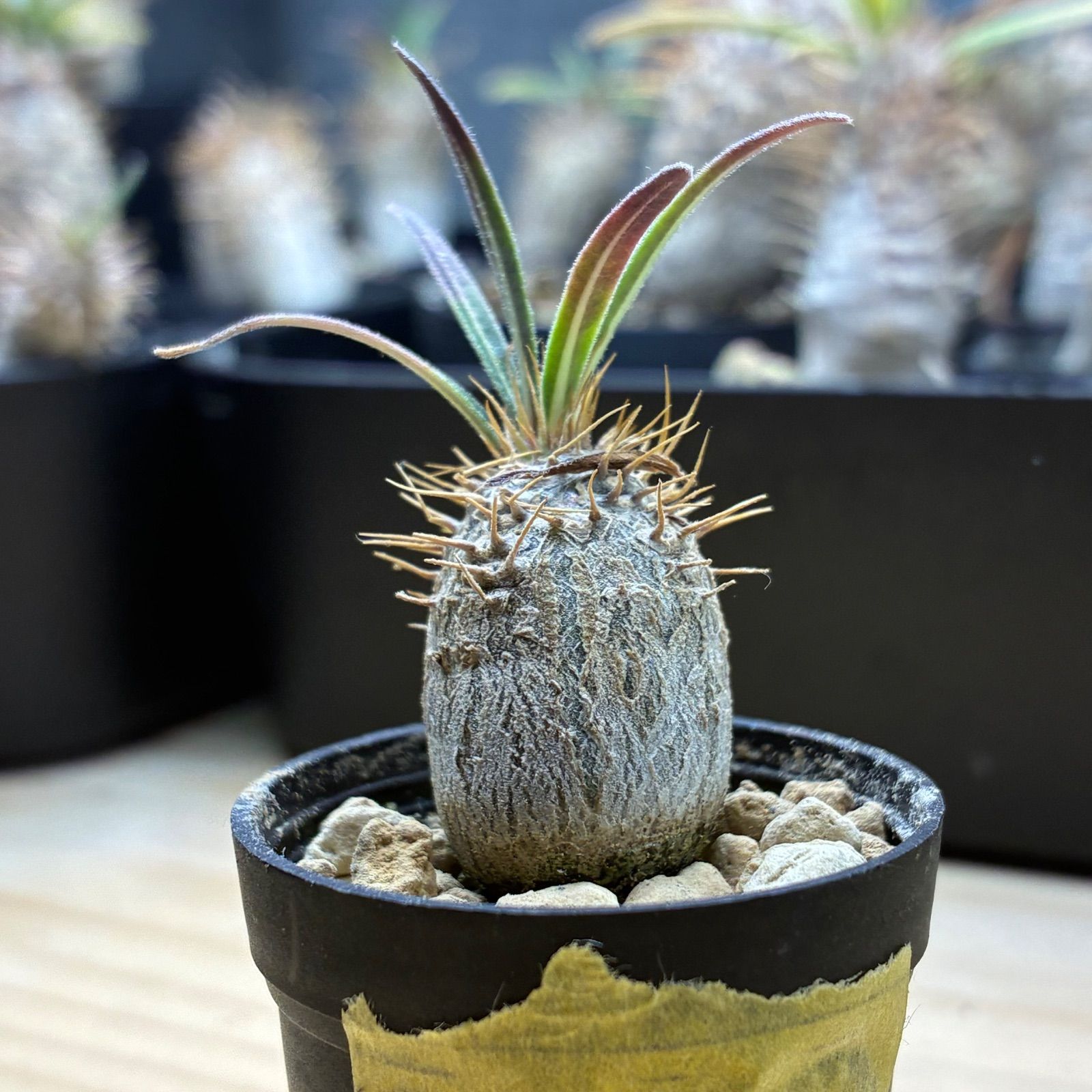 塊根植物】パキポディウム グラキリス 鉢ごと発送 送料無料 #222