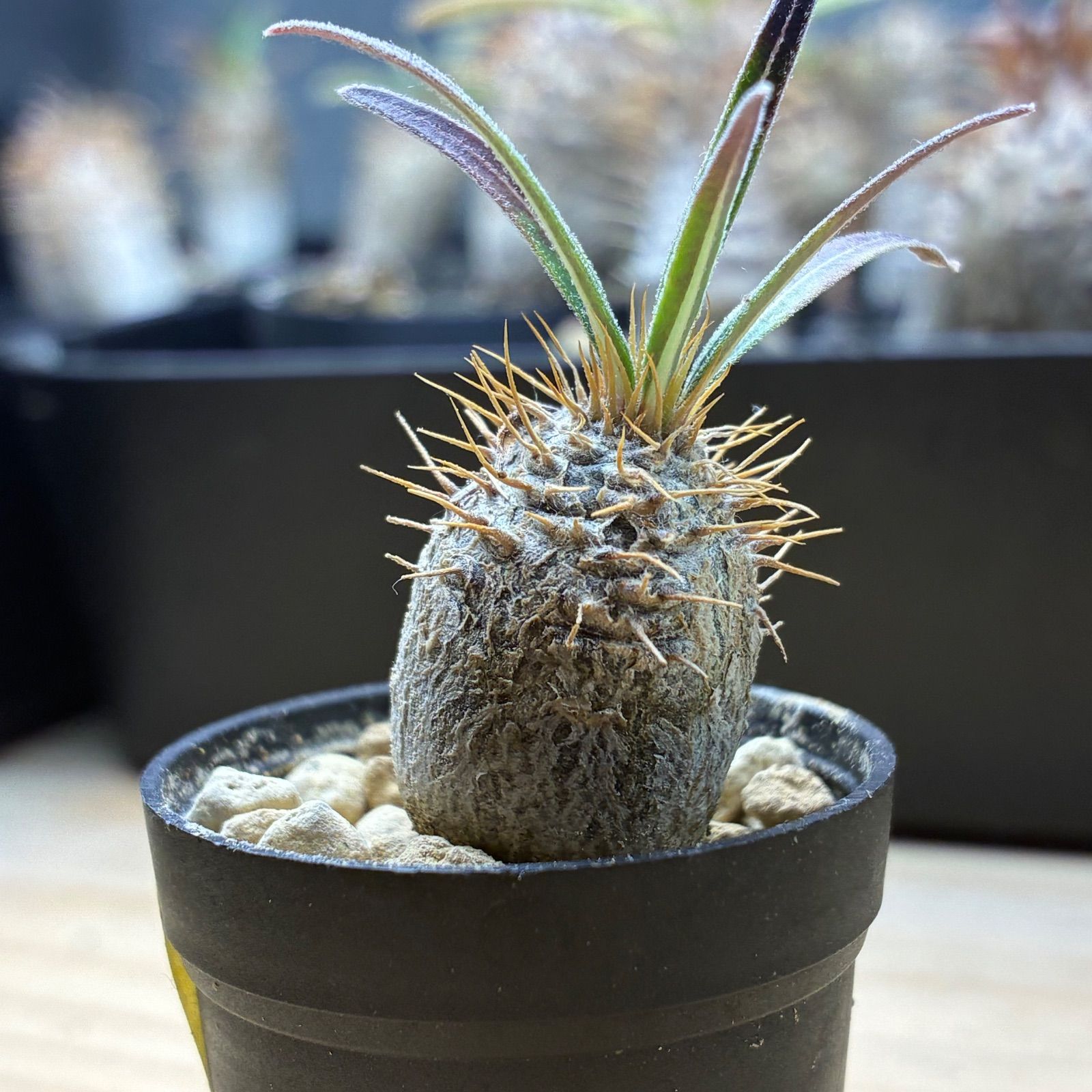 ゆ*い様 パキポディウム　グラキリス　実生株　鉢のままメルカリ便発送 早い者勝ち☆大特価】 パキポディウム グラキリス 実生 鉢のまま発送