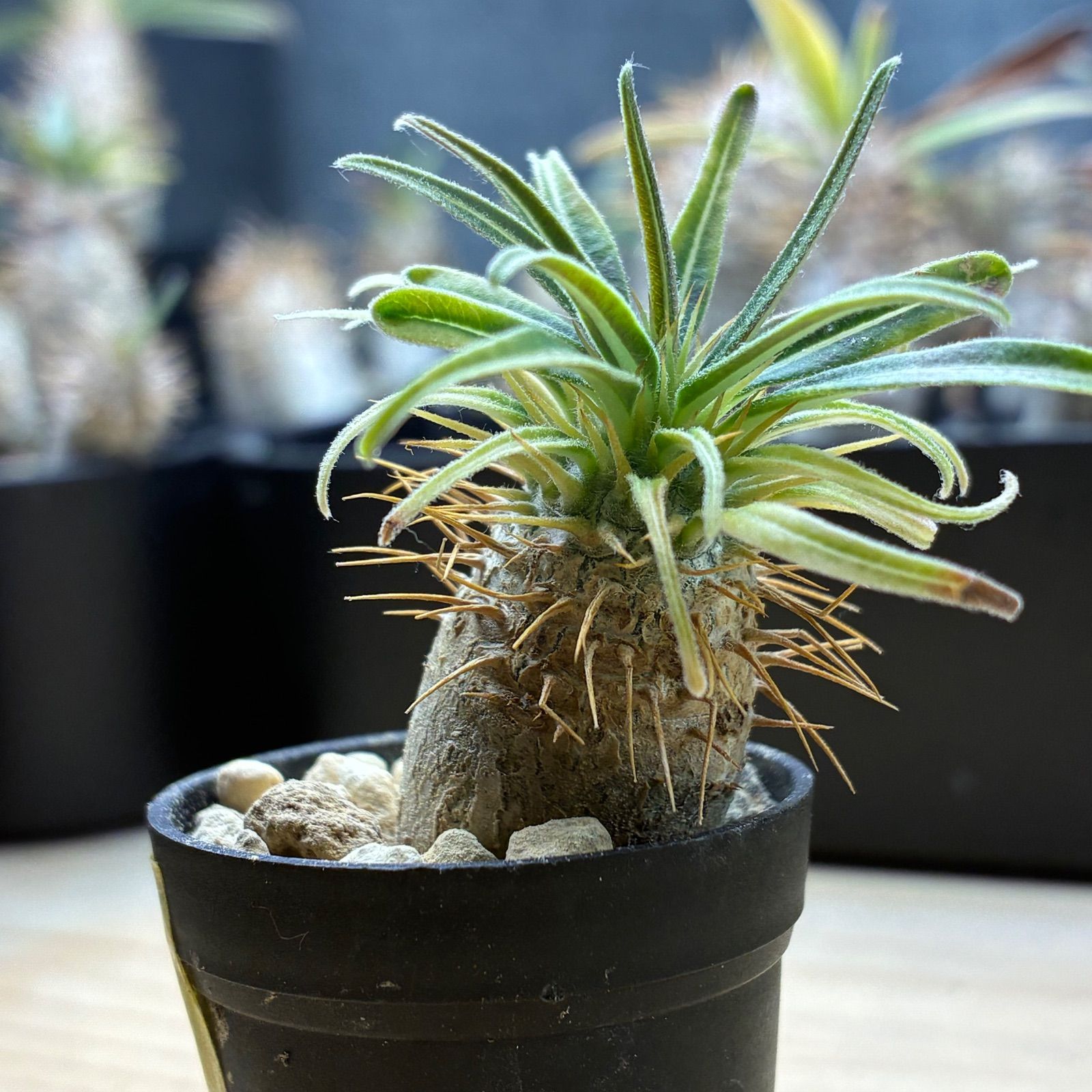 パキポディウムグラキリス(鉢ごと発送) 塊根植物】パキポディウム グラキリス 鉢ごと発送 送料無料 #223