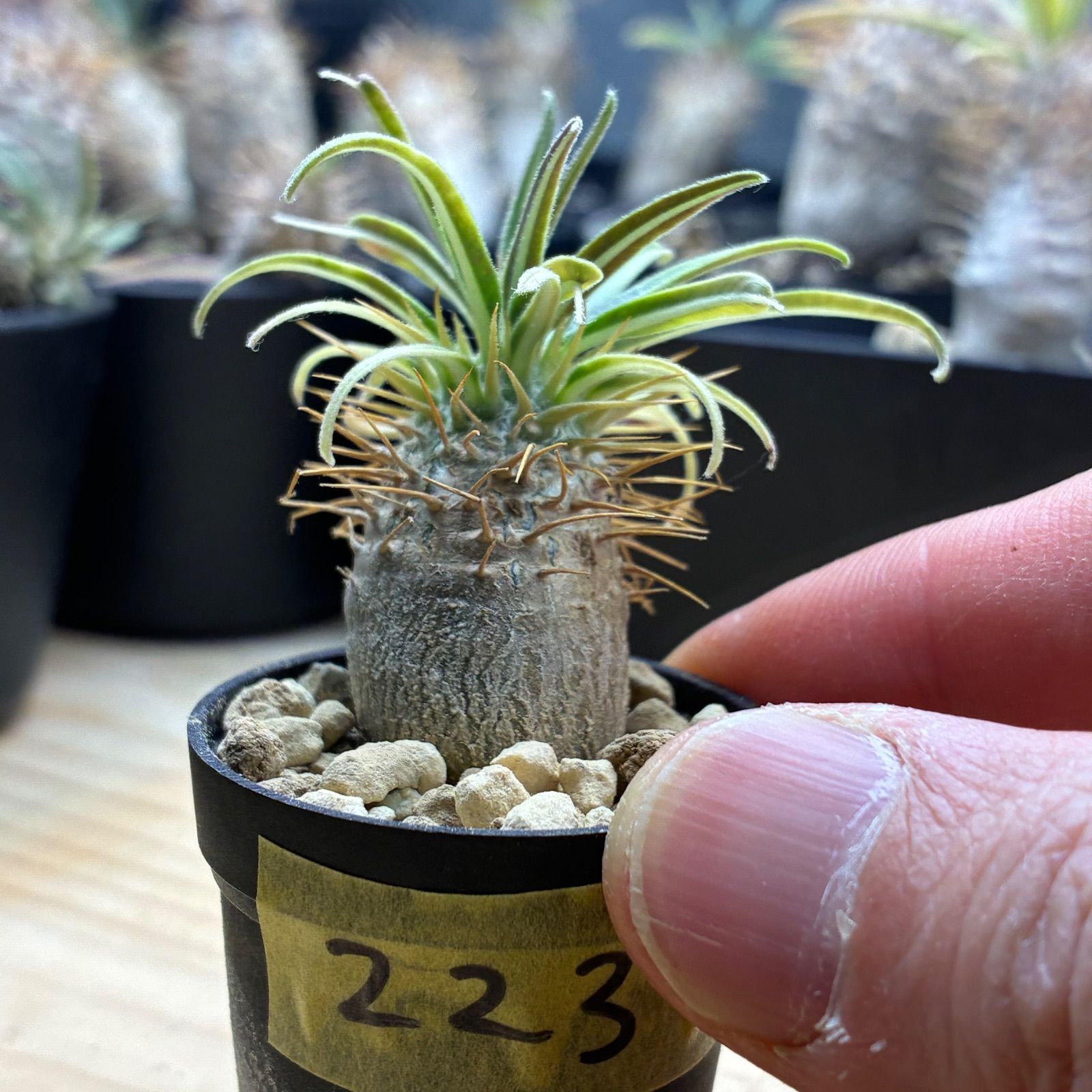 塊根植物】パキポディウム グラキリス 鉢ごと発送 送料無料 #223