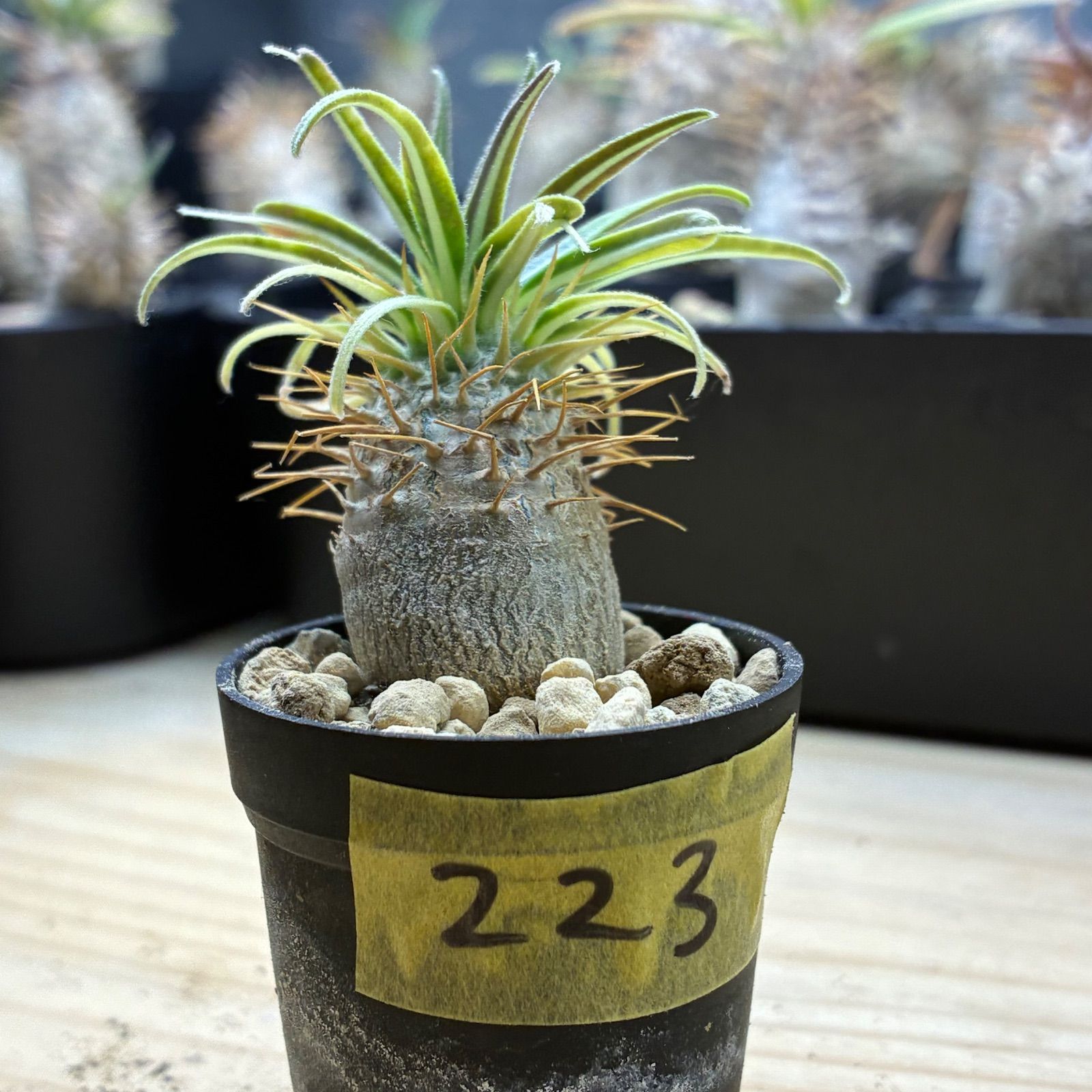 パキポディウムグラキリス (鉢ごと発送) 塊根植物】パキポディウム グラキリス 鉢ごと発送 送料無料 #223