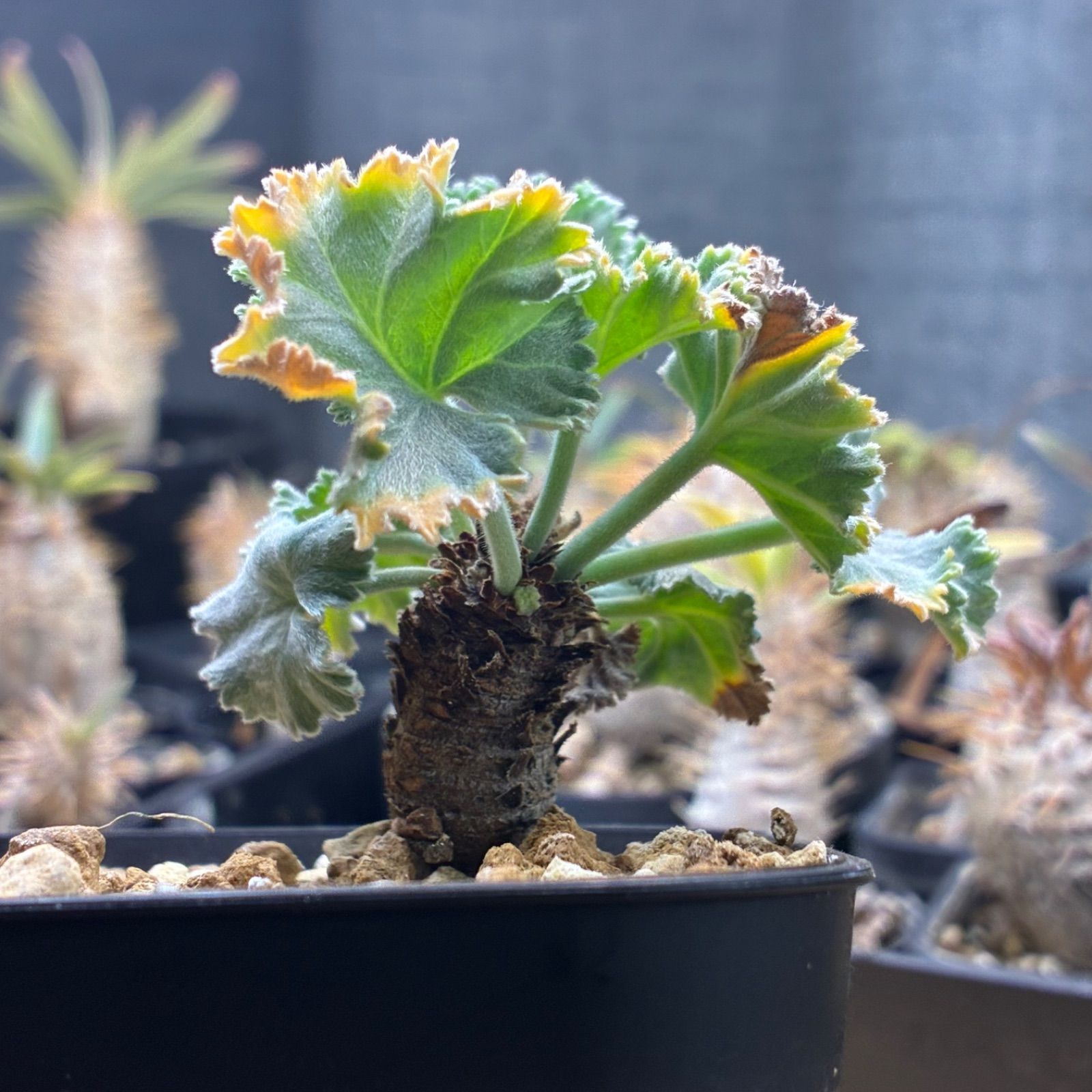 ペラルゴニウム ミラビレ 鉢ごと発送 送料無料 #225 - メルカリ