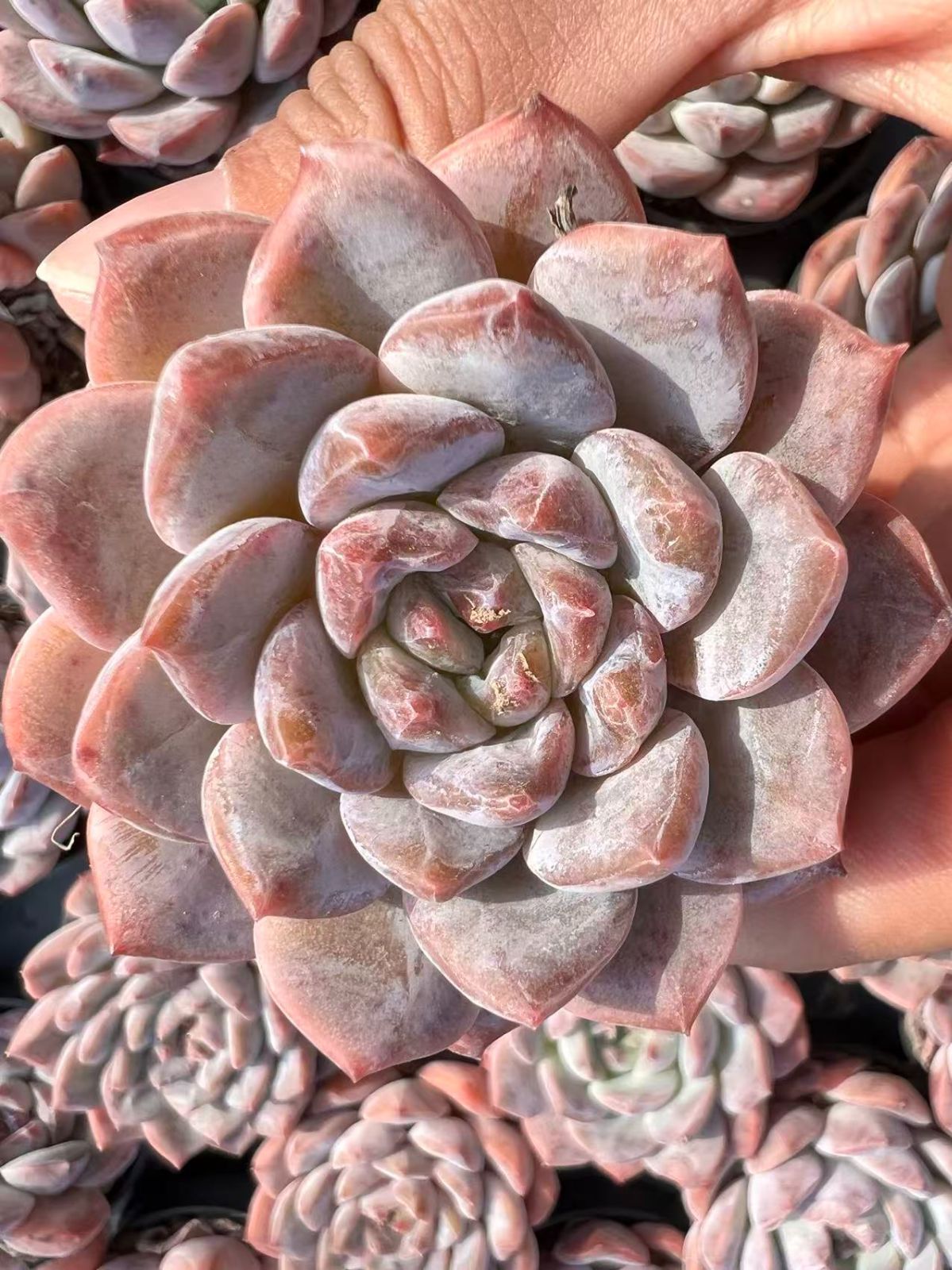 専用出品 エケベリア コレクション 楽天市場】【ふるさと納税】【選べる発送月】＼大人気！エケベリア属