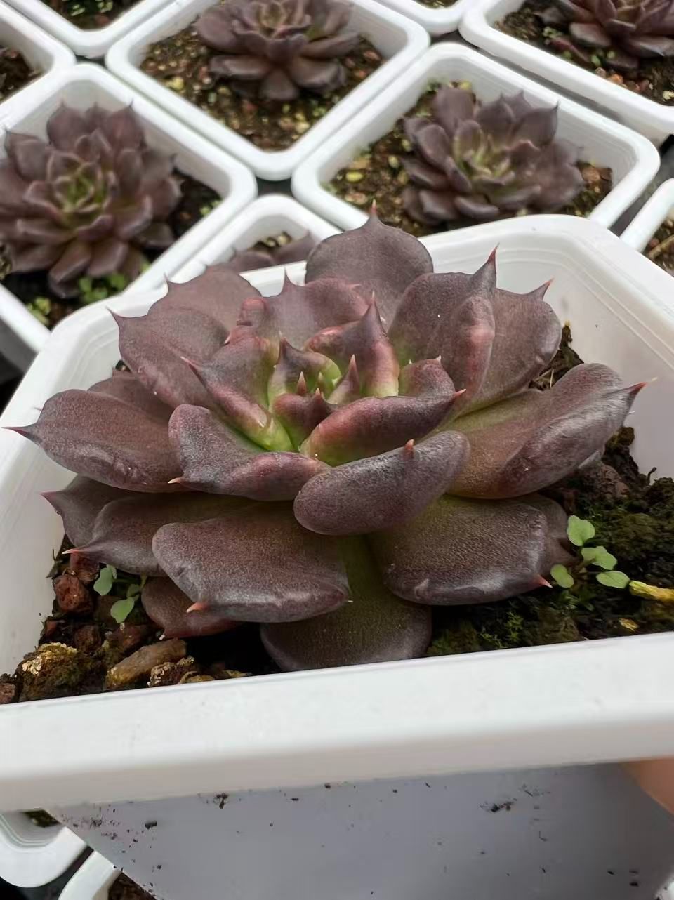 新規オープン記念 ブラックマディバ×50株 多肉植物 エケベリア セダム