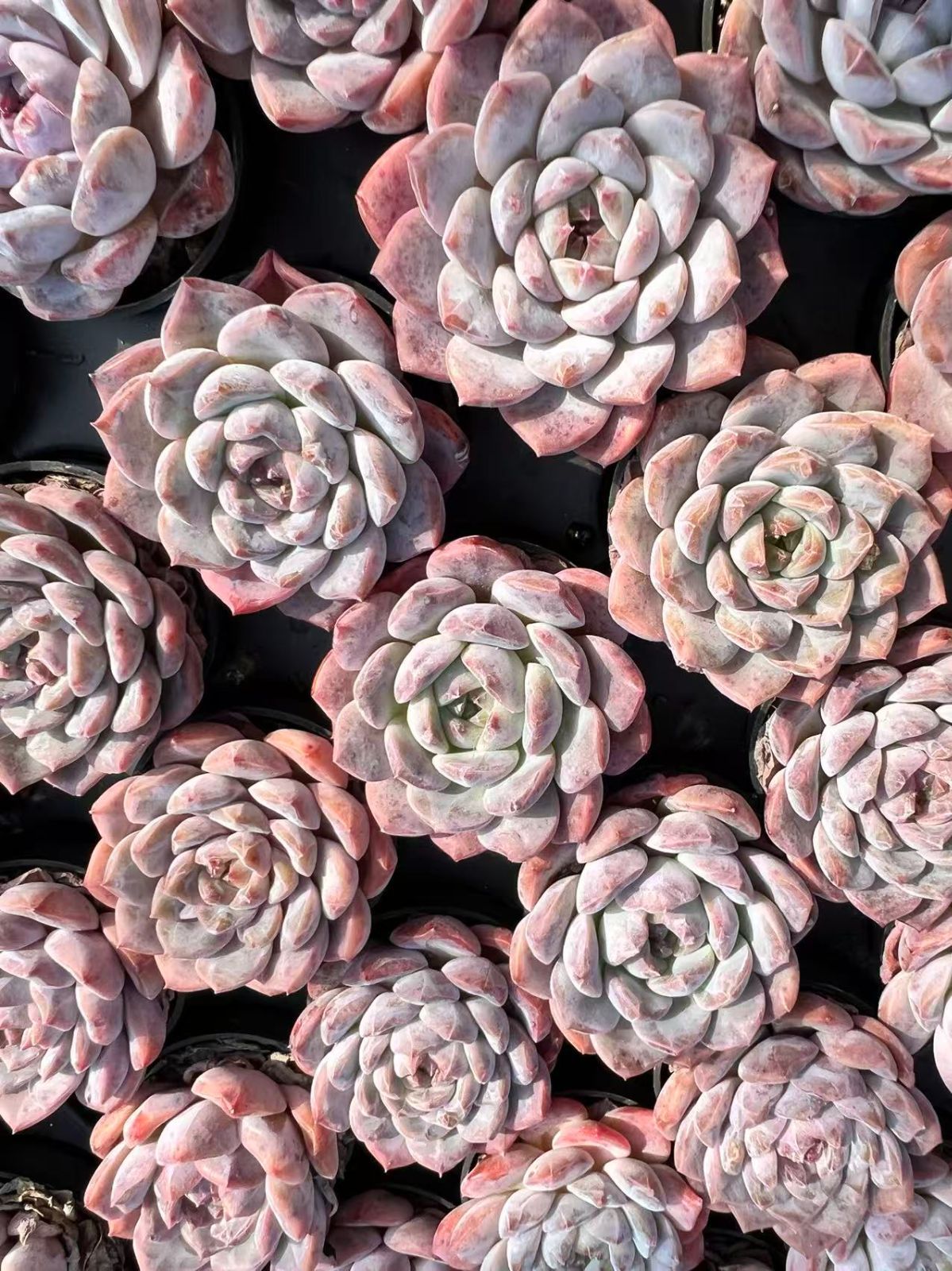 購入 新規オープン記念 オレンジ・ハス×50株 多肉植物 エケベリア