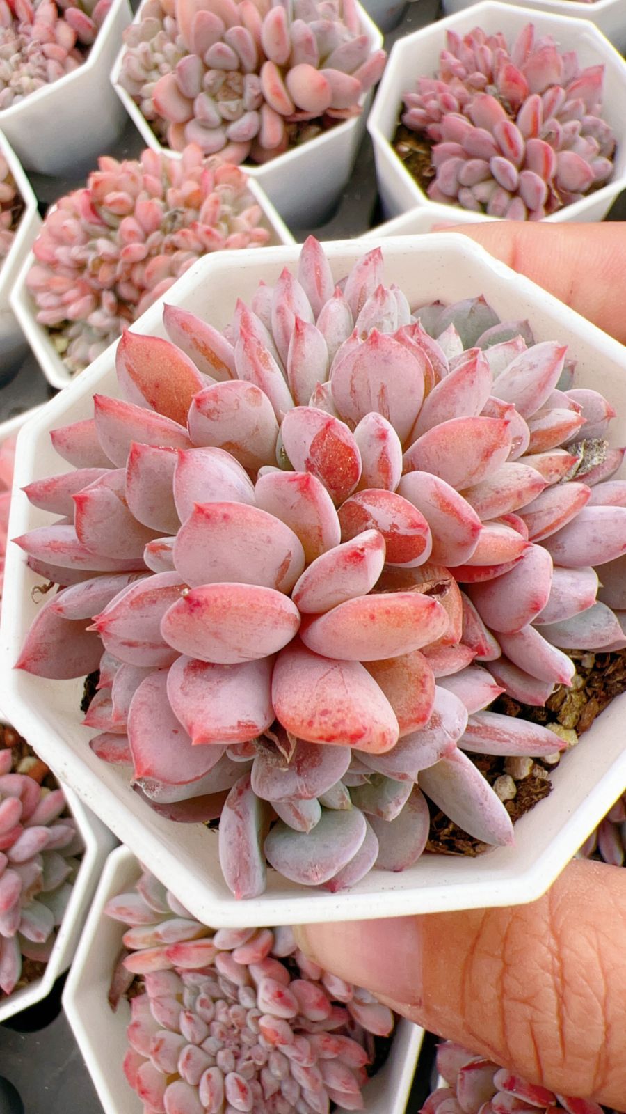 新規オープン記念 スノージェニー×35株 多肉植物 最も安い 抜き苗