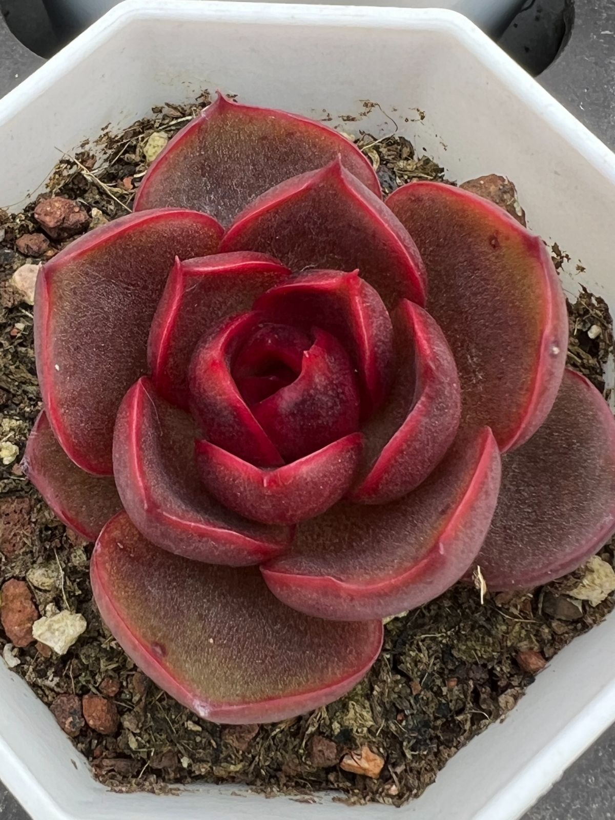 新規オープン記念 レッドライト×50株 多肉植物 エケベリア セダム