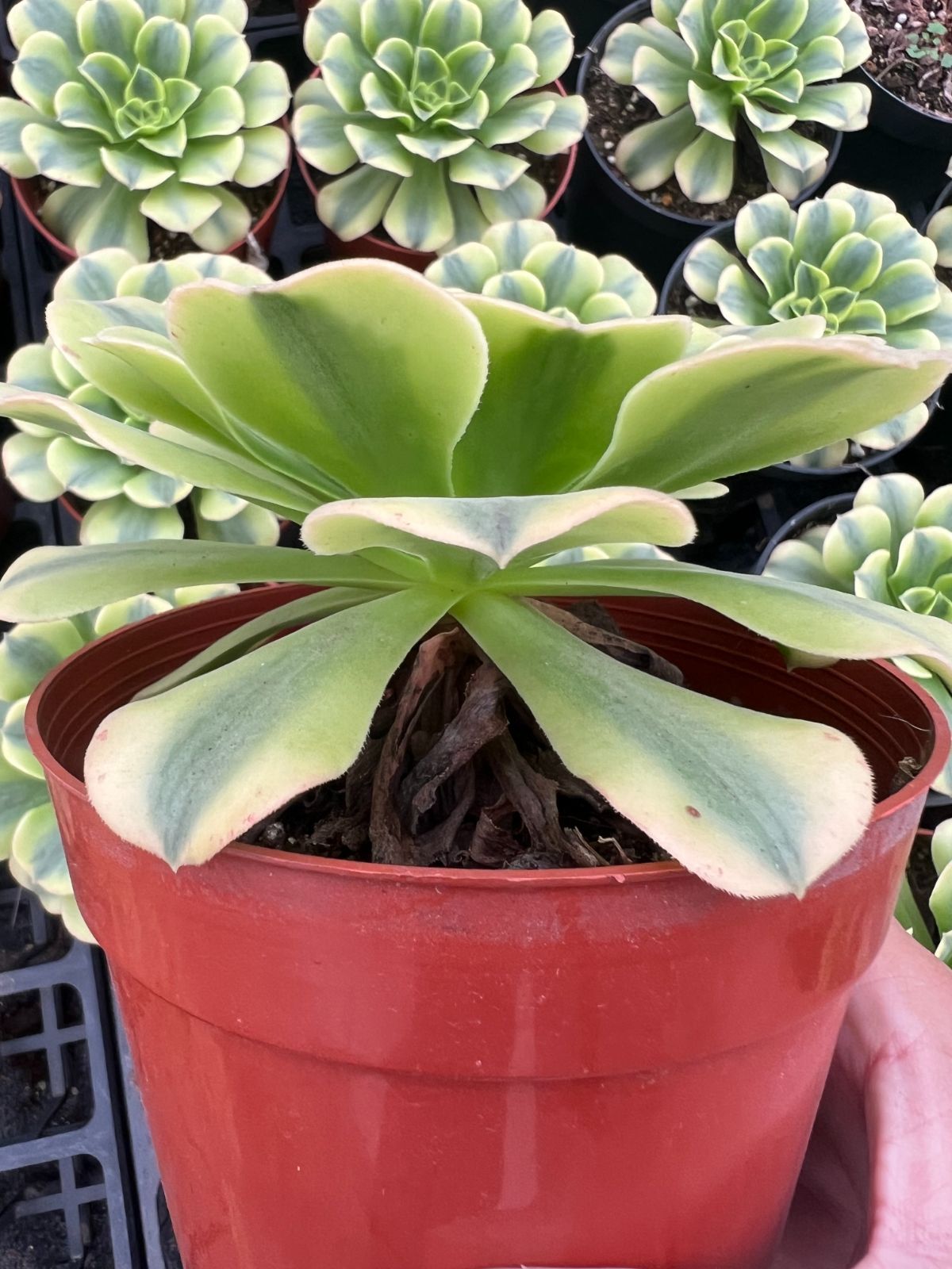 新規オープン記念 浅グリーンハス×12株 多肉植物 エケベリア セダム