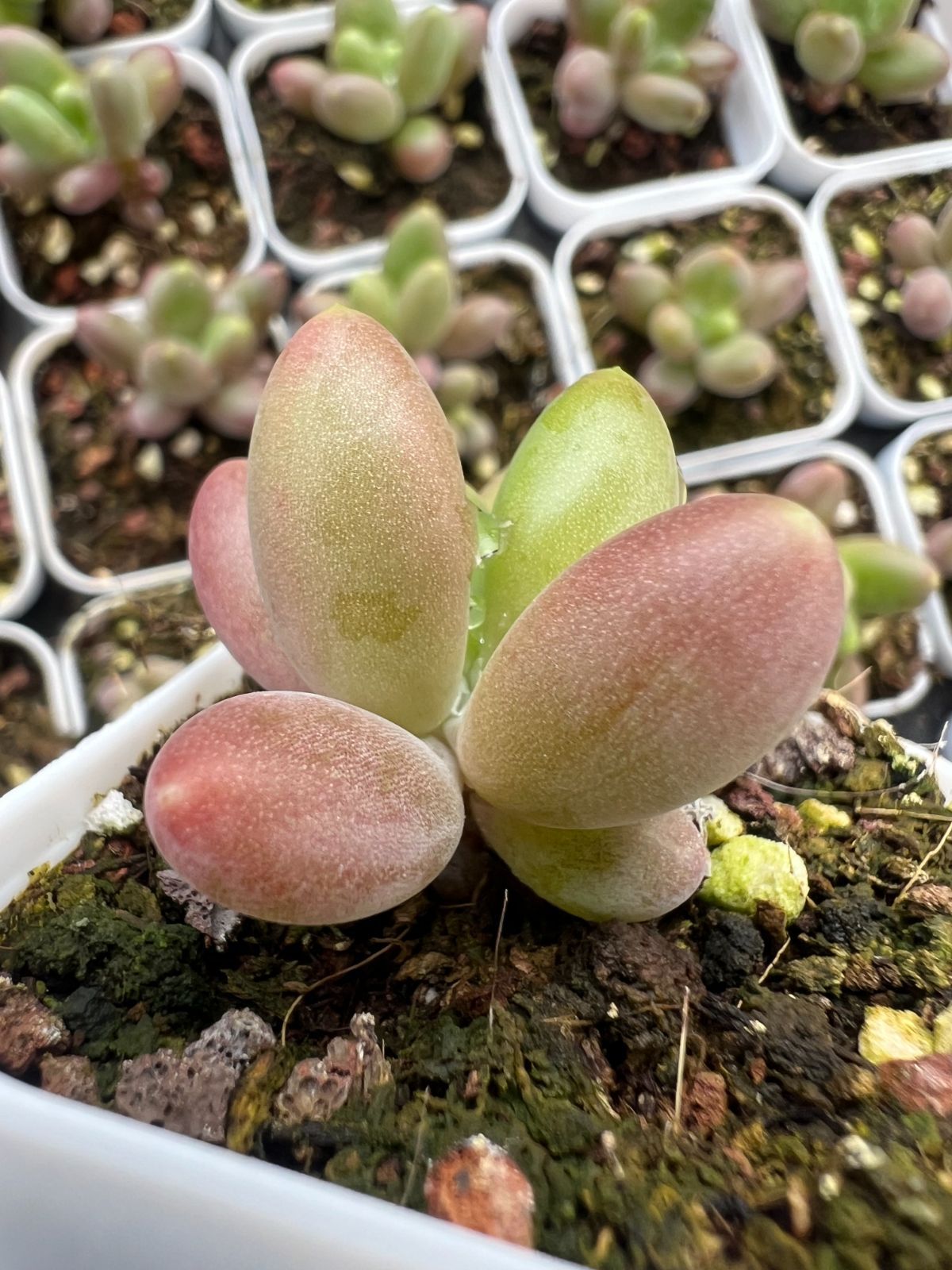 新規オープン記念 マンゴーミルク×50株 多肉植物 エケベリア セダム